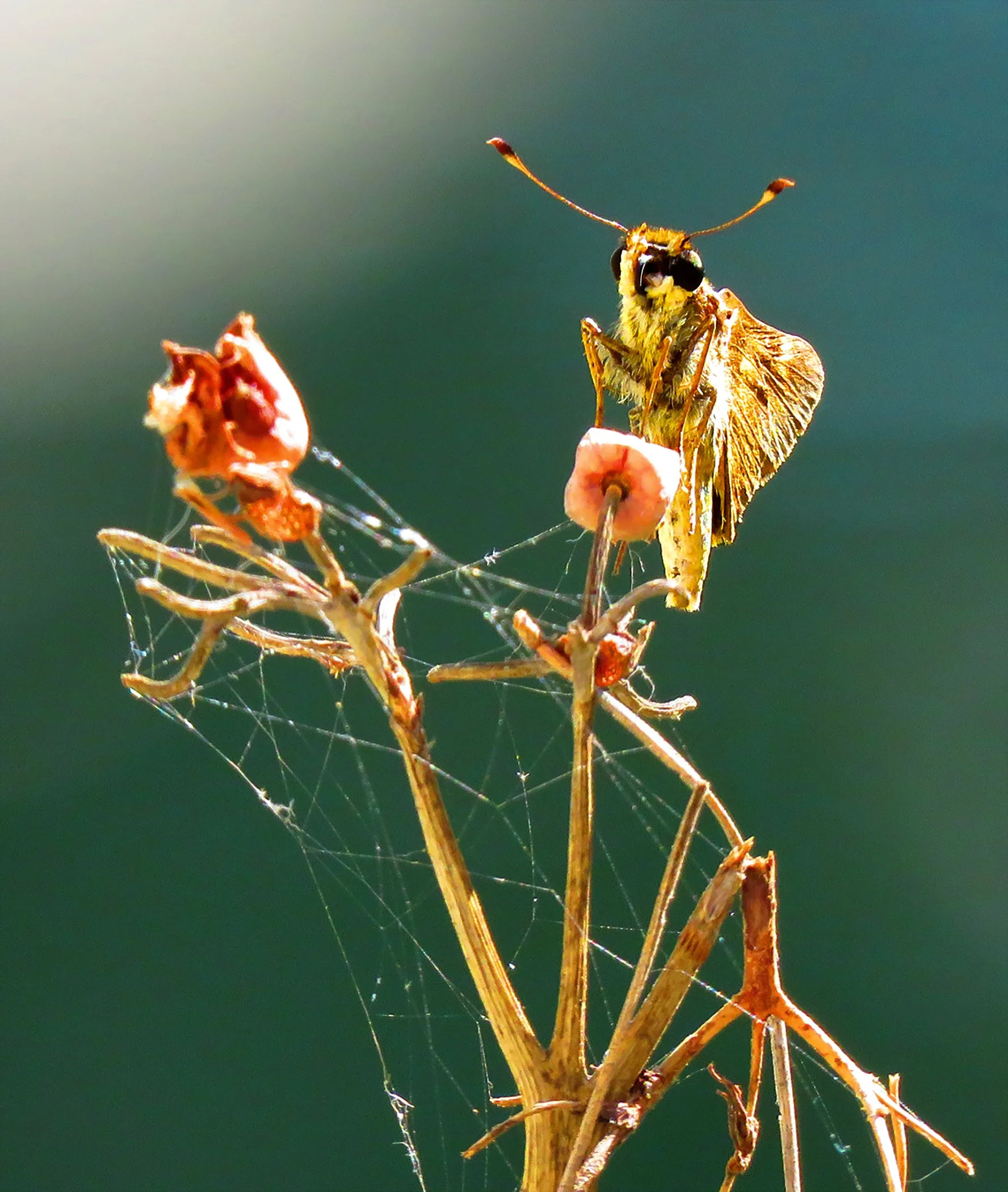 Moth_4248 Verticle copy.jpg