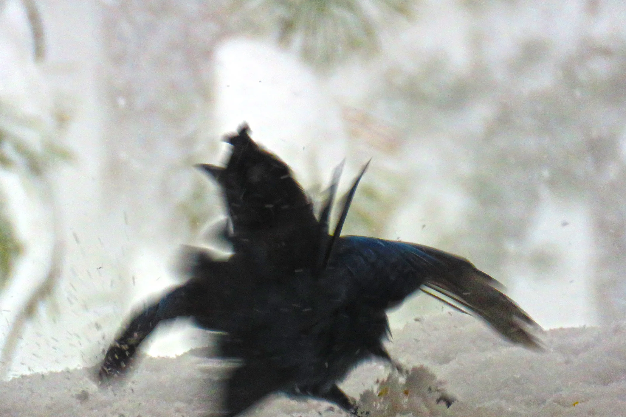 Blue Jay_0191 copy.jpg