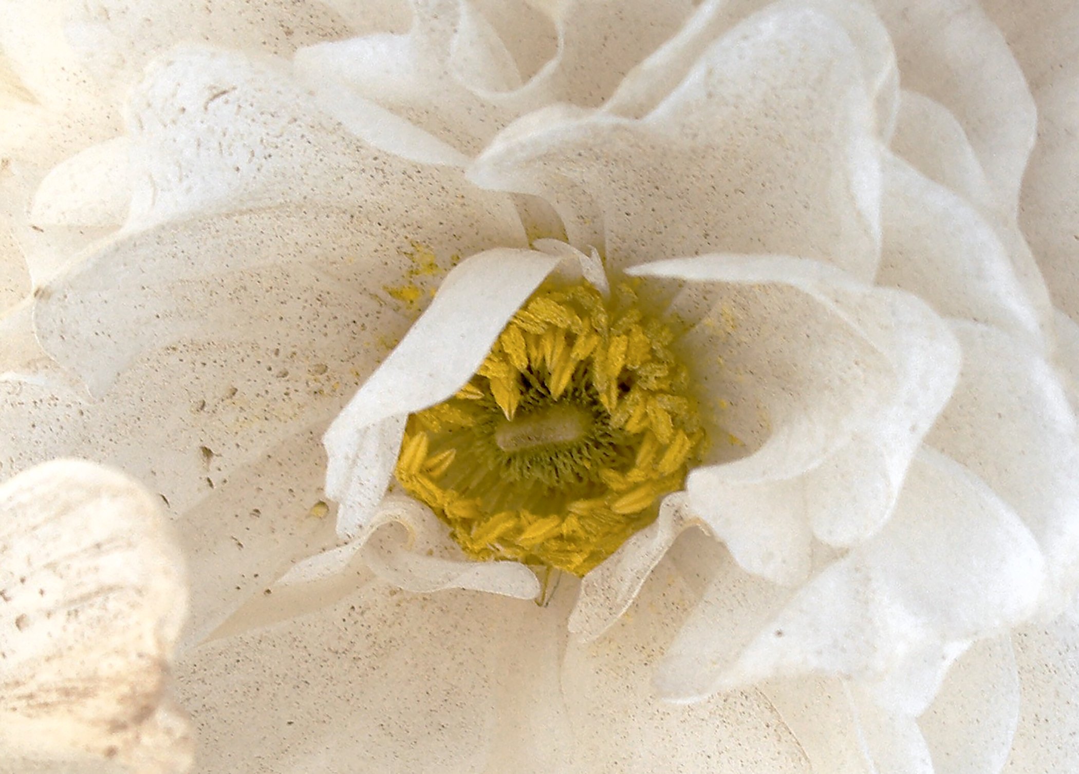 Ranunculus 2094 copy.jpg