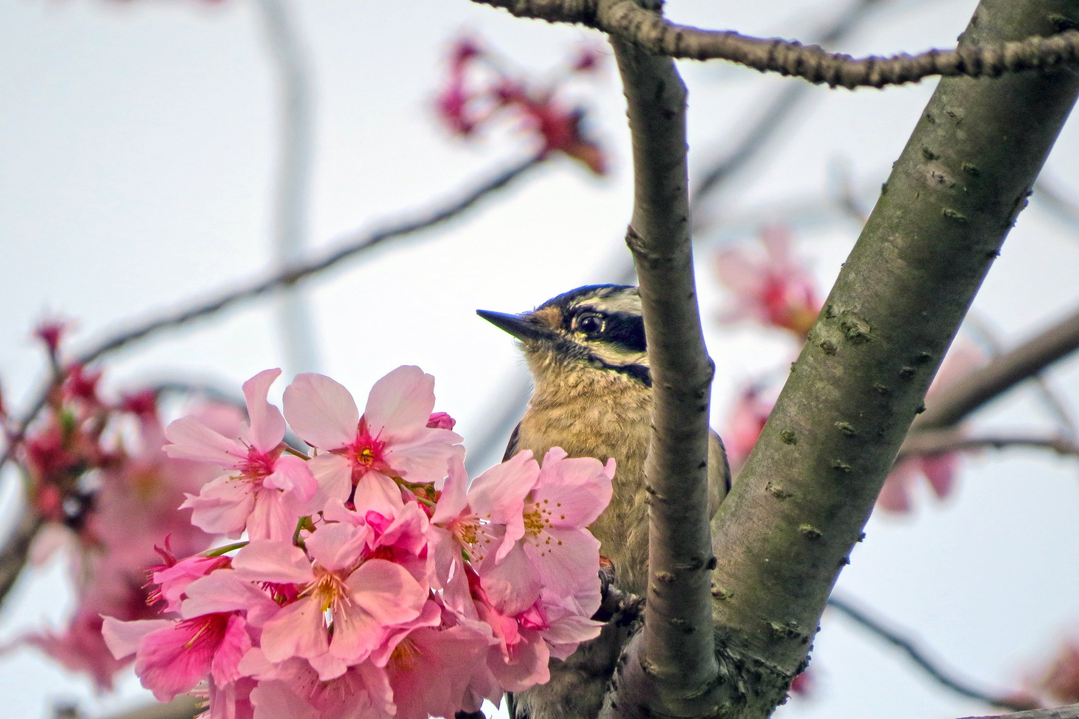 Bird with Flowers_0728 copy.jpg