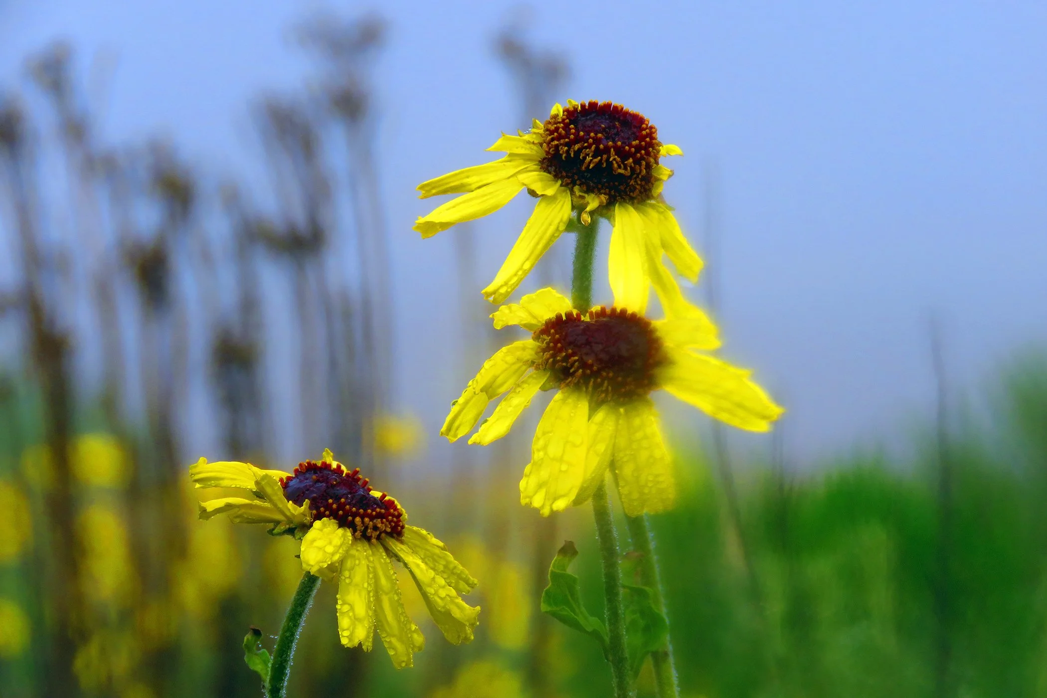 Yellow Flower_3339 copy.jpg