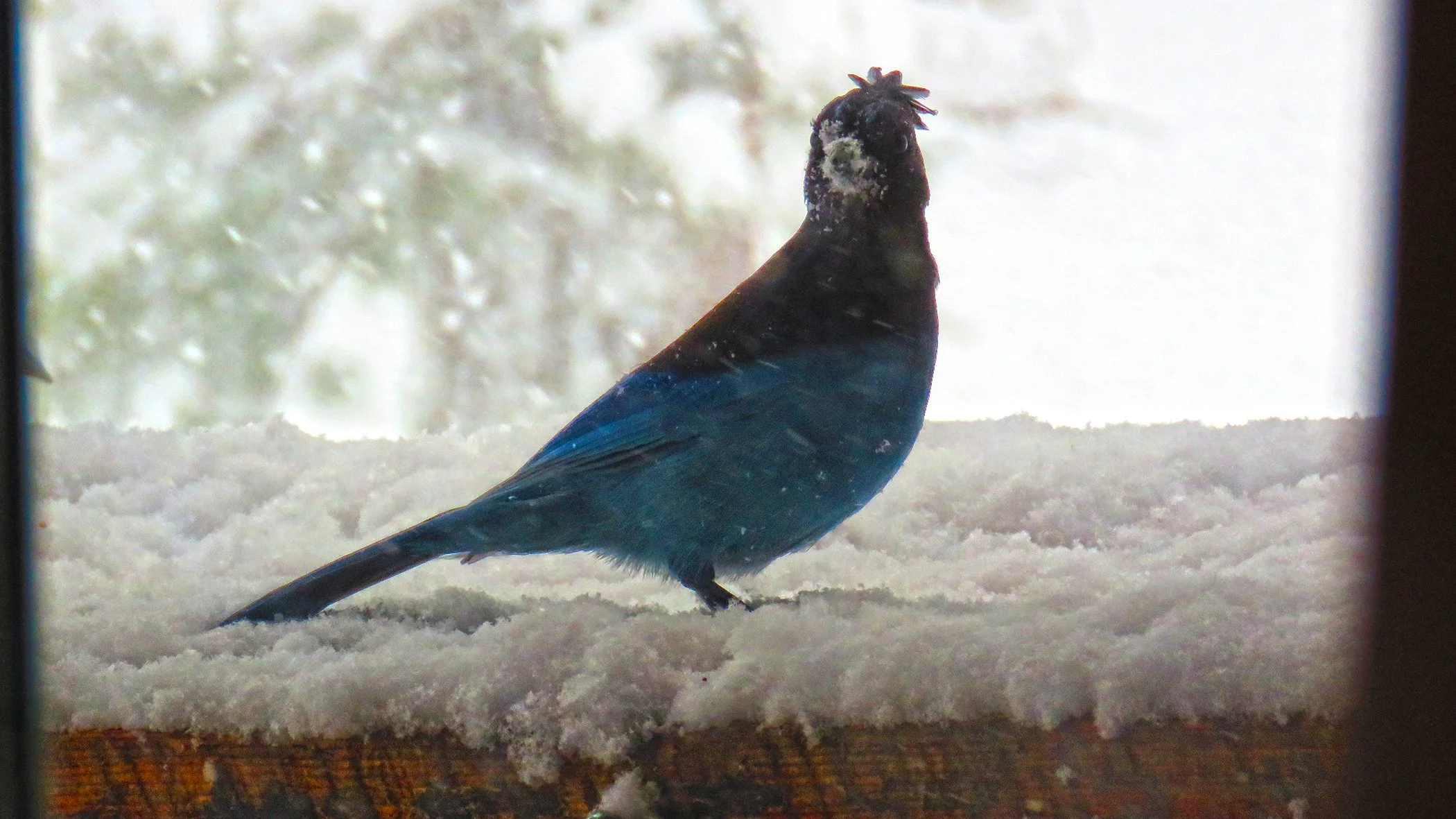 Blue Jay_0307 copy.jpg