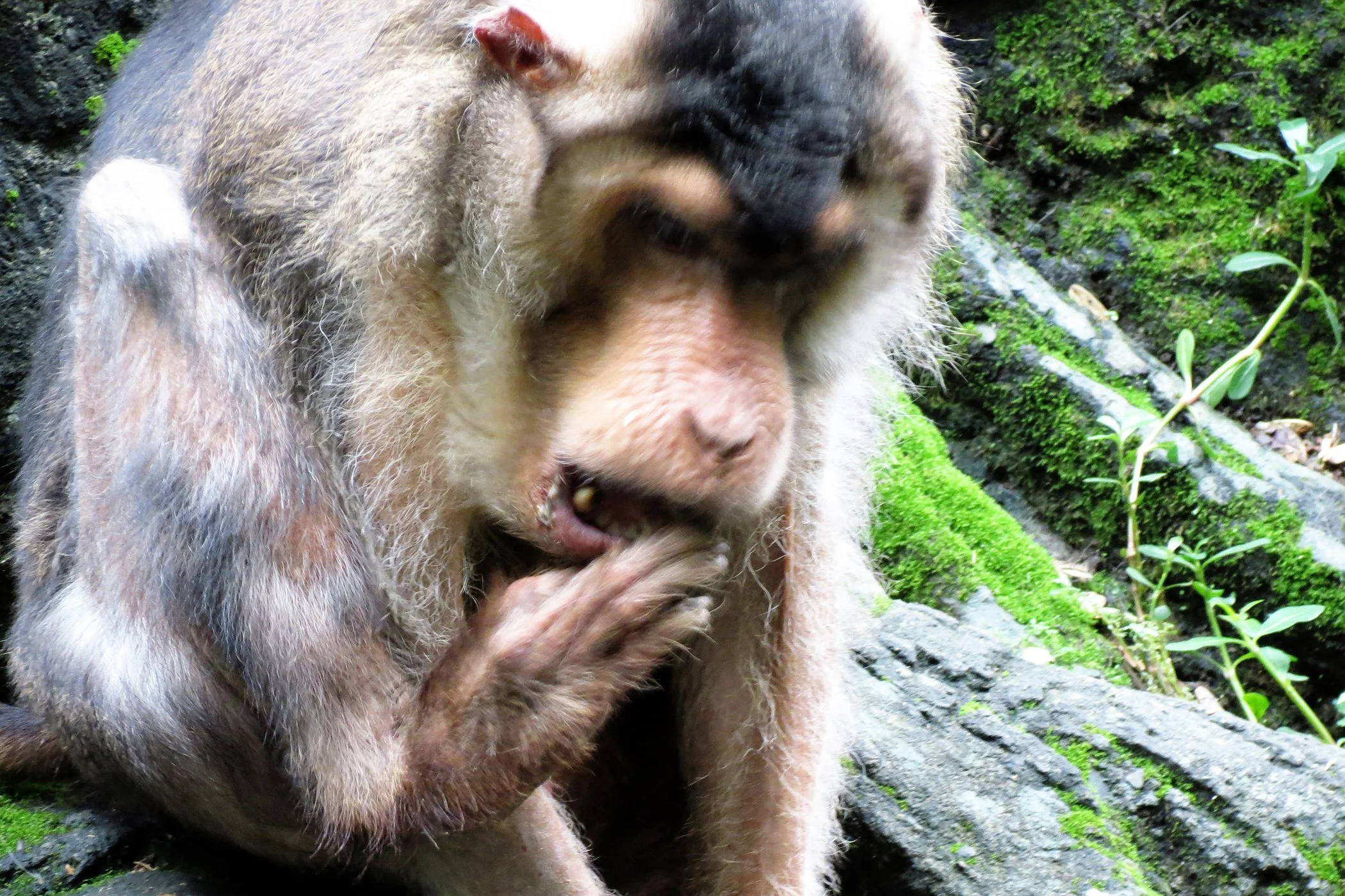 Ape_4011 copy.jpg