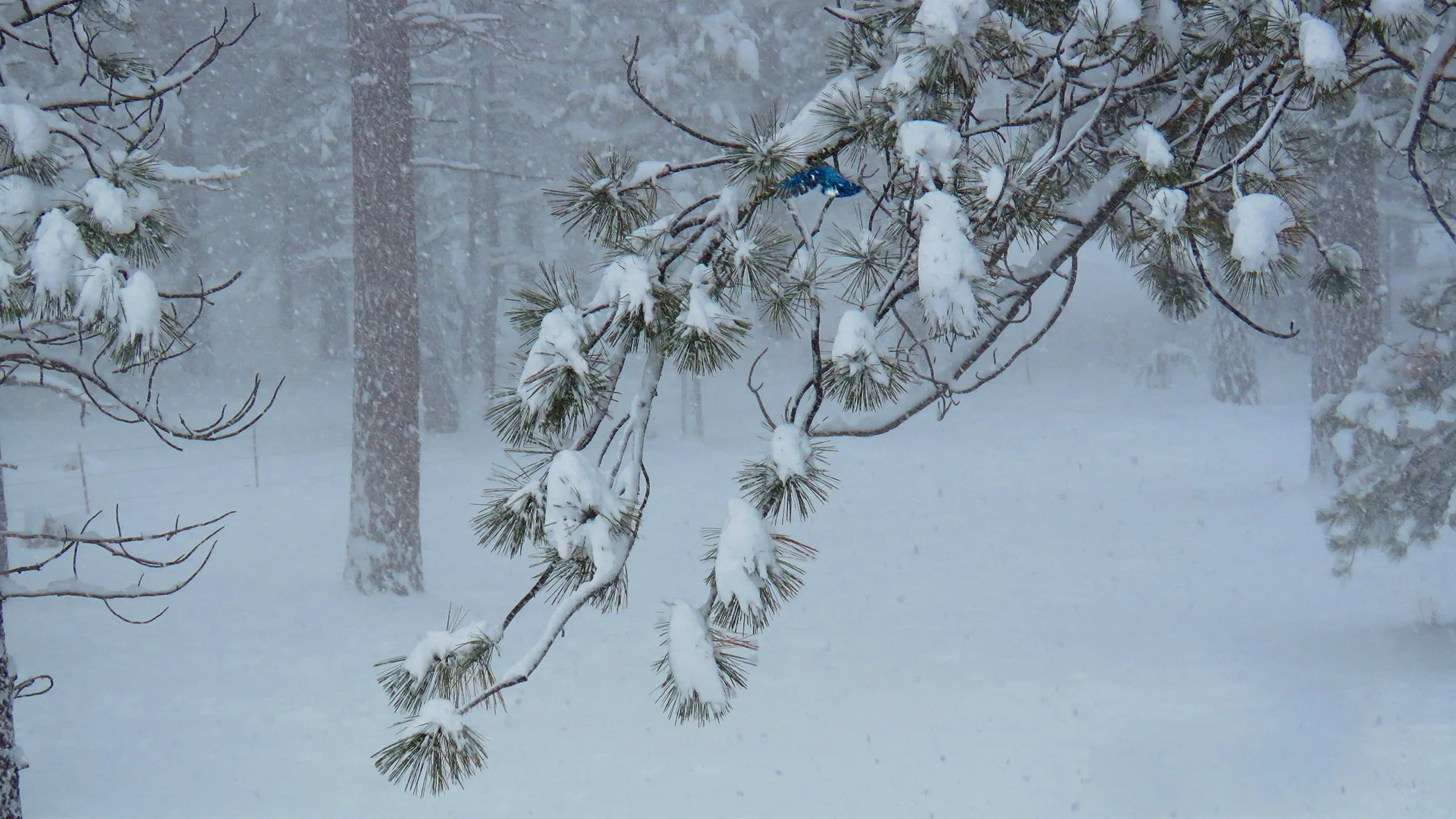 branch_0275 copy.jpg