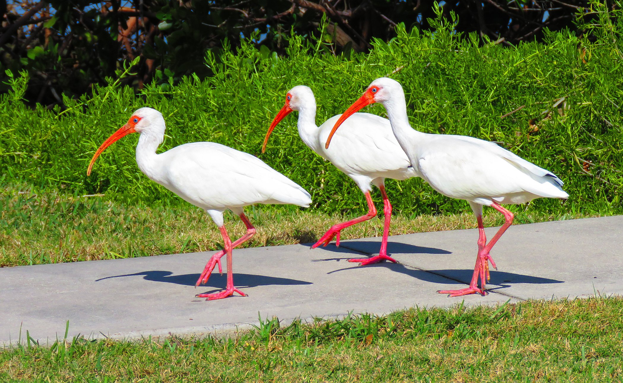 White Ibis_6554 copy.jpg