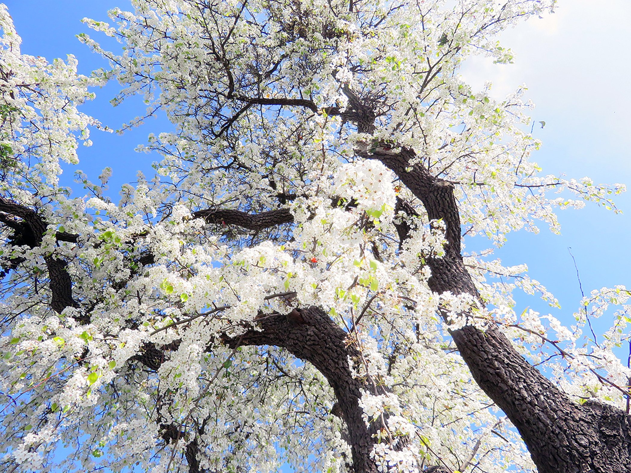 Flowers_0234 copy.jpg