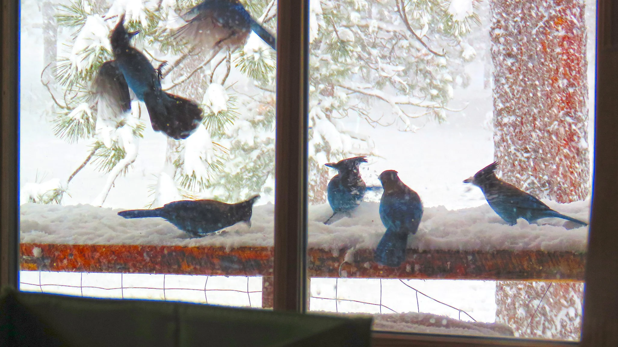 Blue Jay_0347 copy.jpg