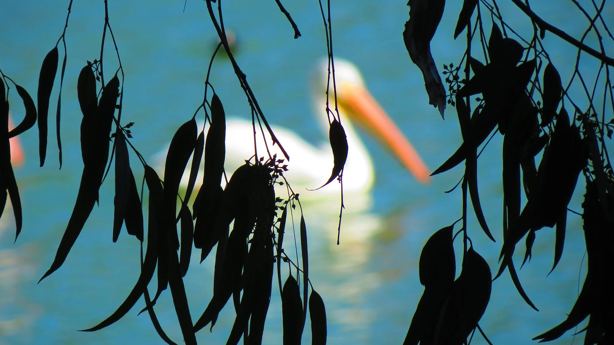 W Pelikan_9262 copy.jpg