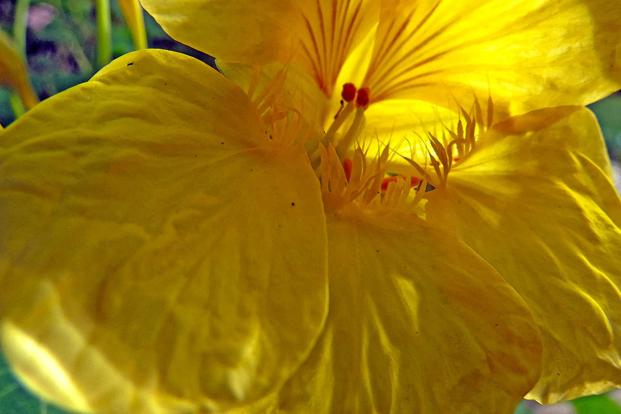 Nasturtium_8075 copy.jpg