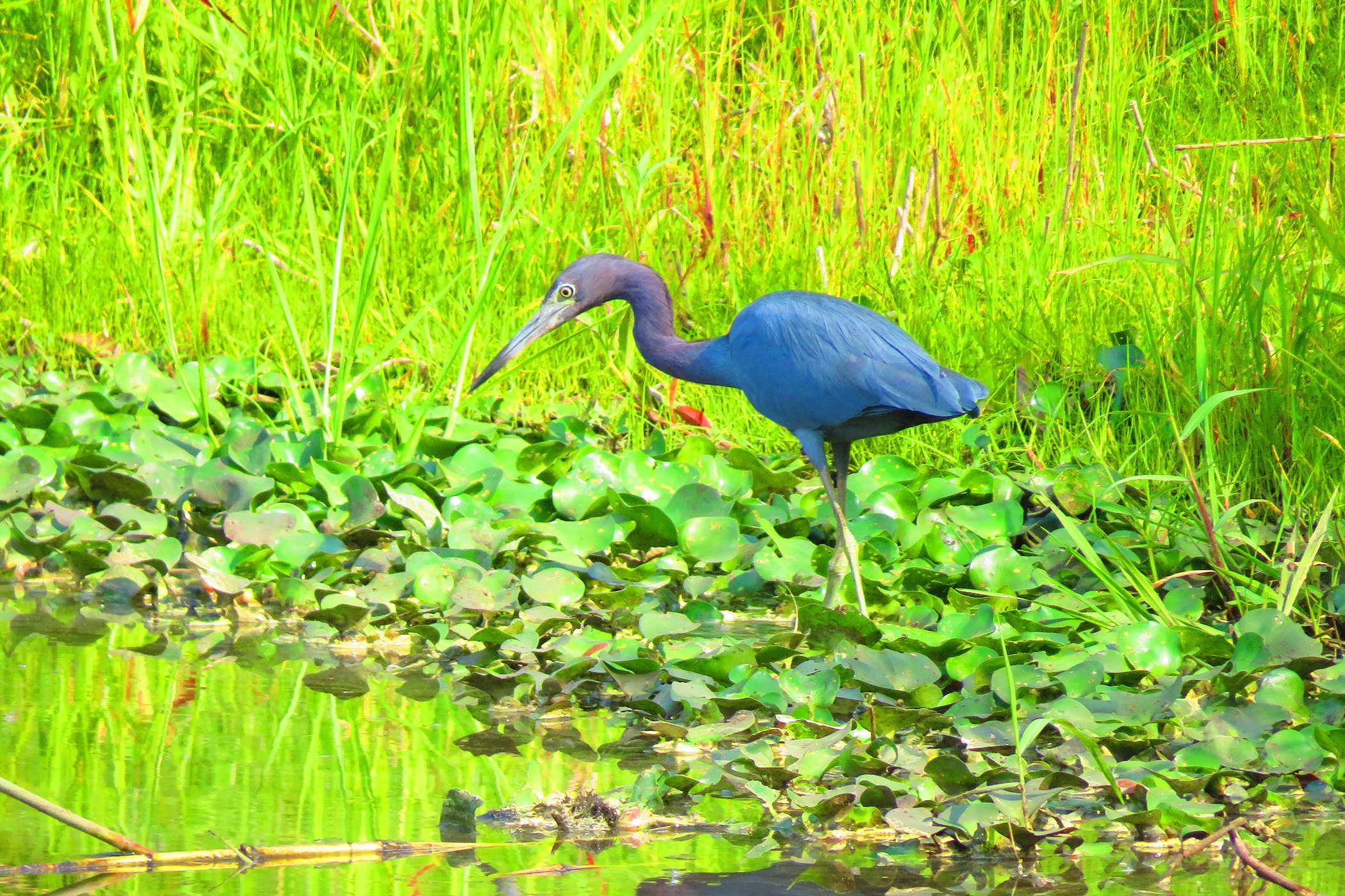 Smoky Egret_8751 copy.jpg