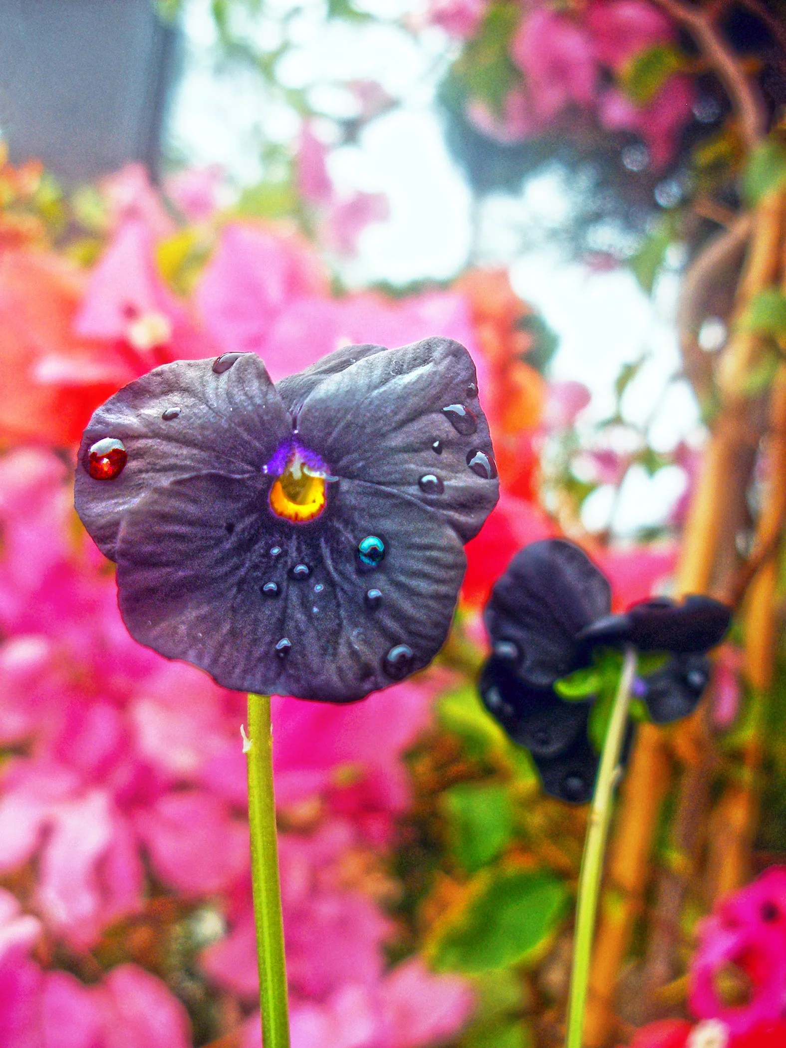 Black Pansy 1879 copy.jpg