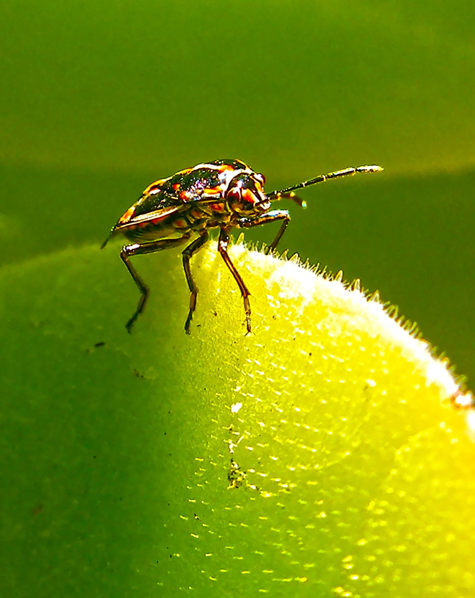 Little Beetle 9195 copy 2.jpg