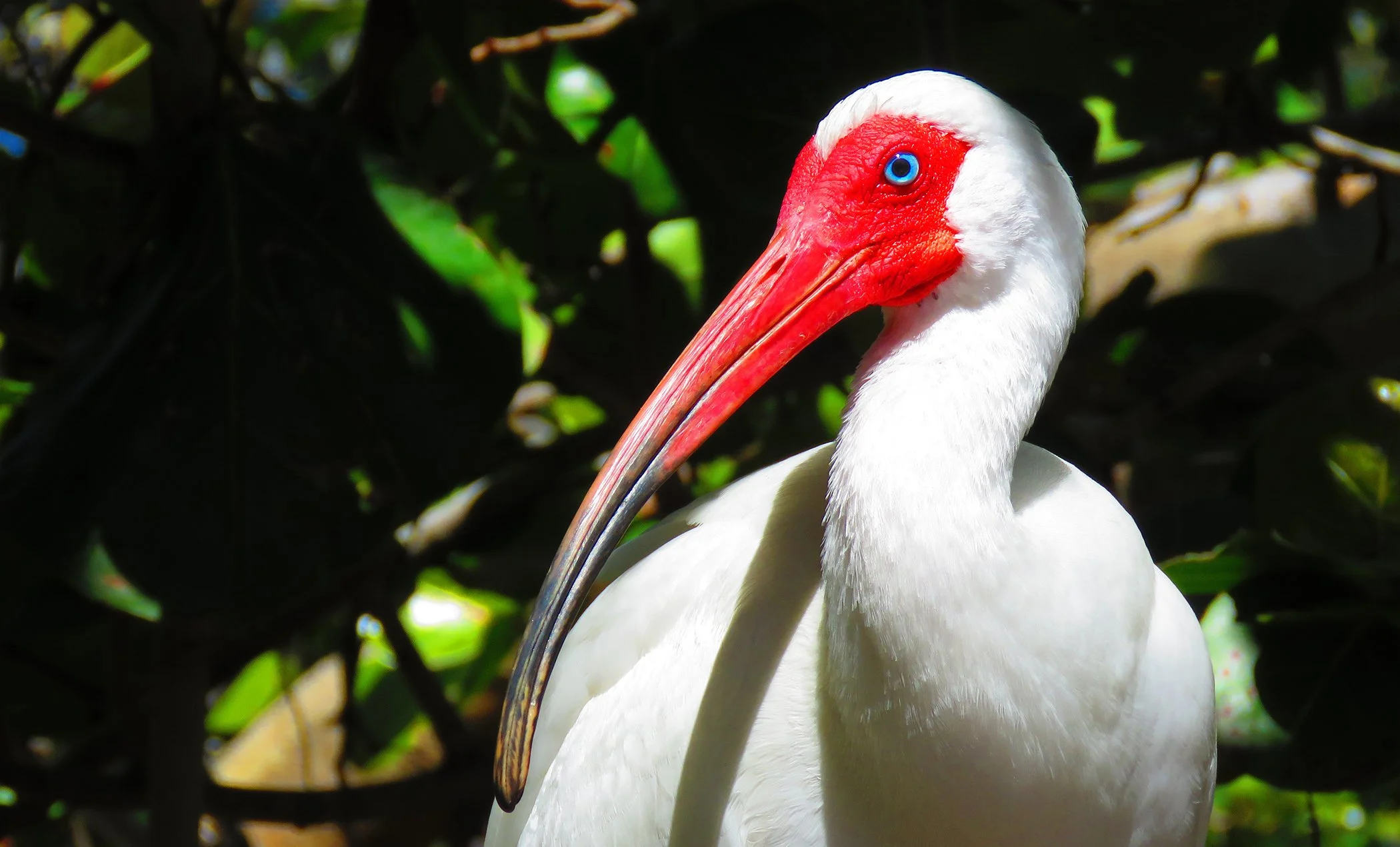 White Ibis_9045 copy.jpg