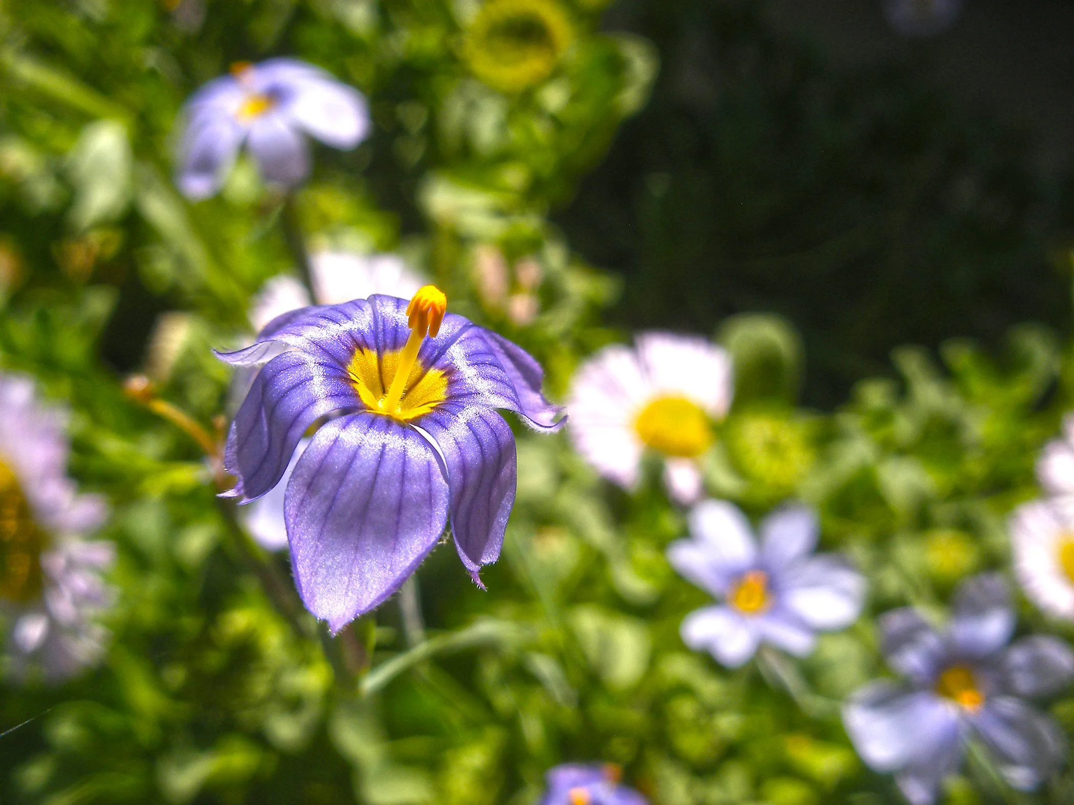 Flower_4732 copy.jpg