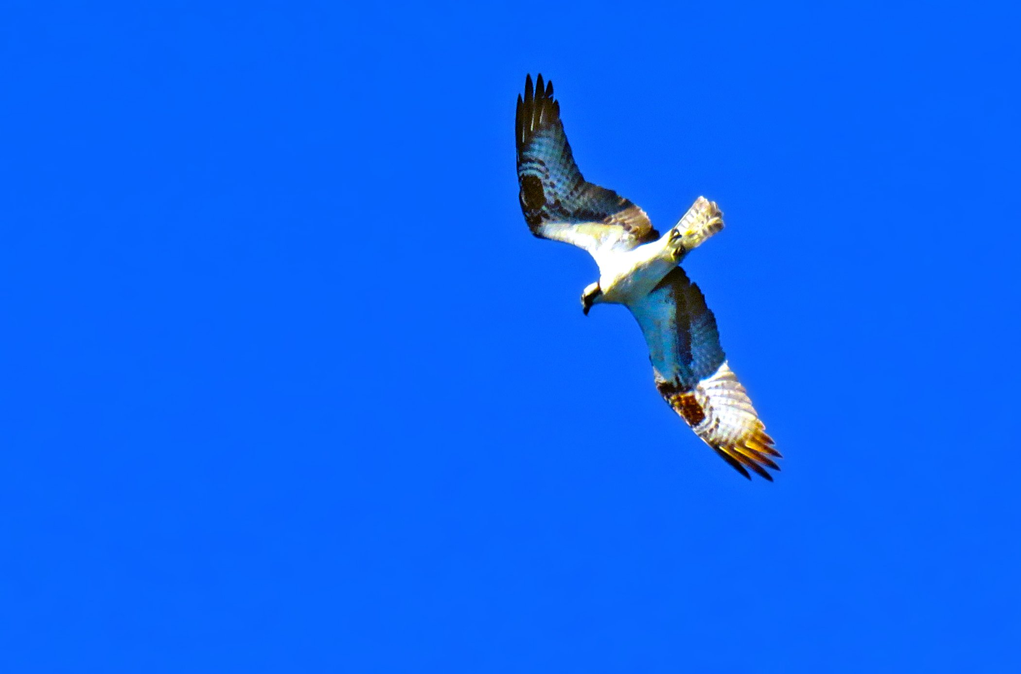 Flight_3086 copy.jpg