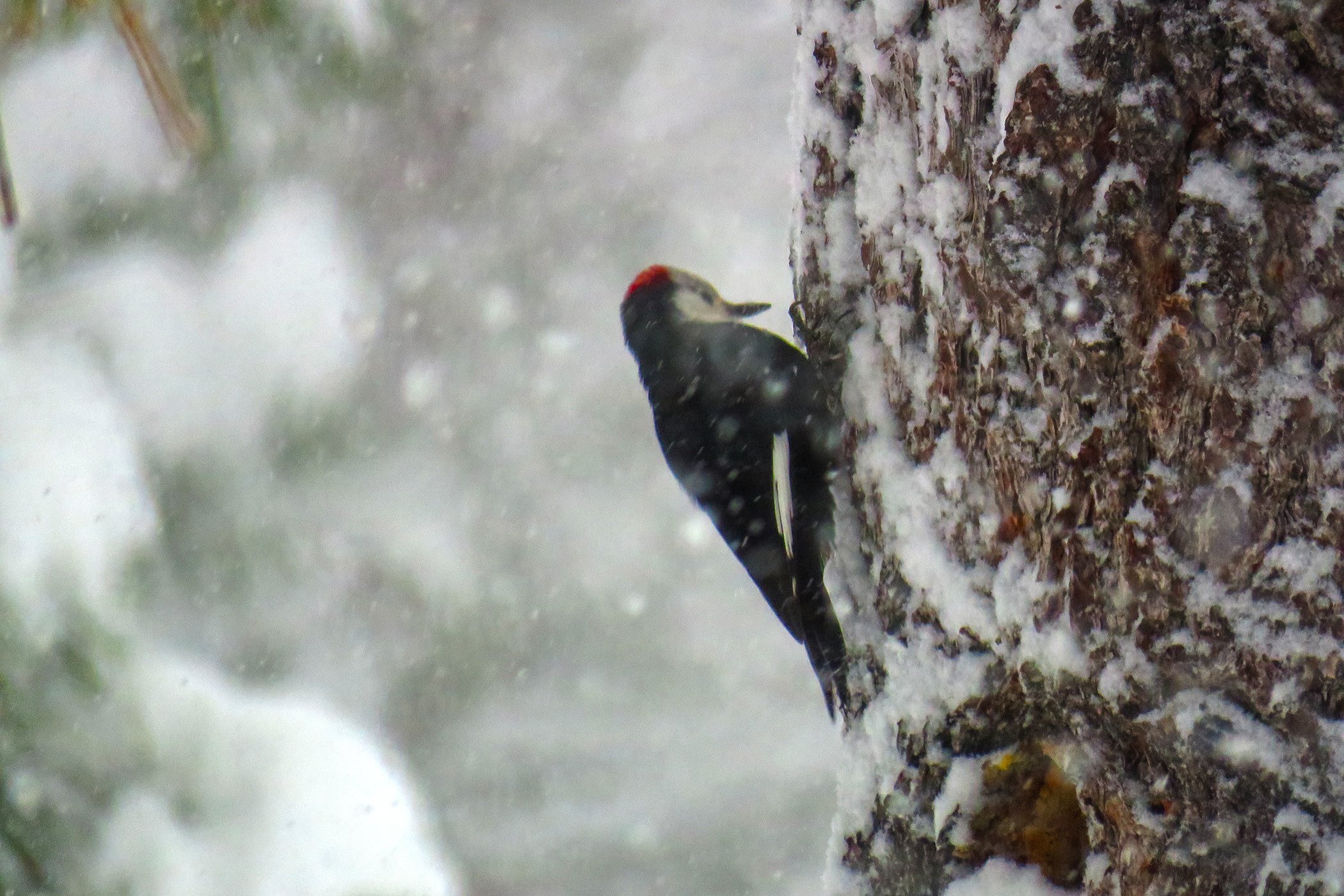 Woodpercker_0388 copy.jpg