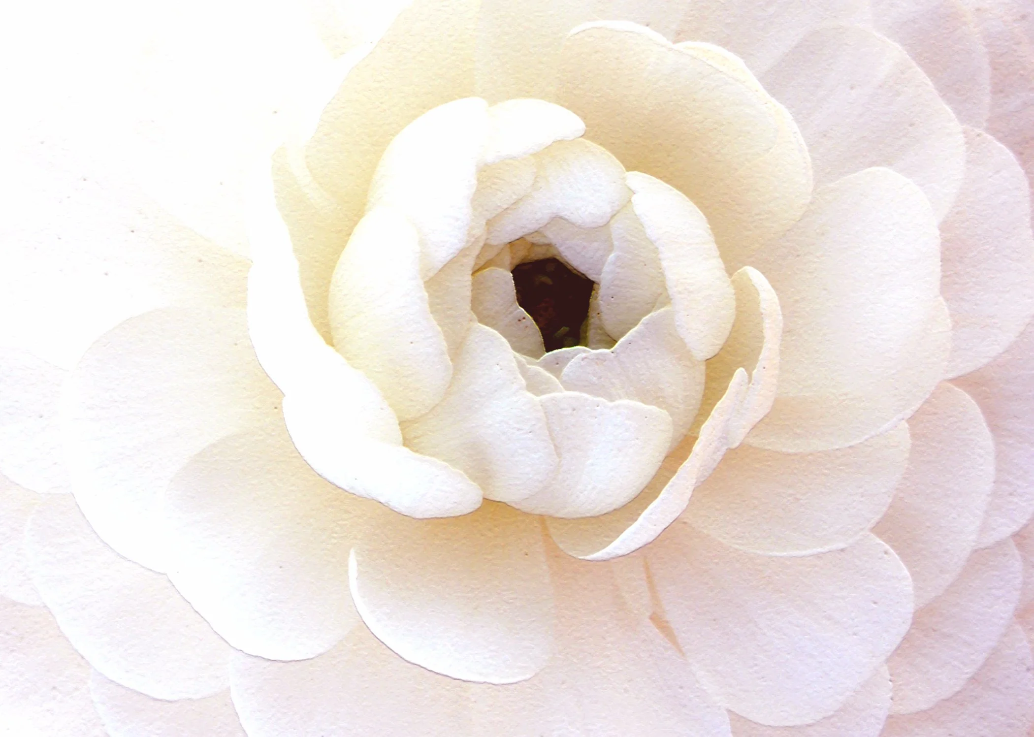 Ranunculus 2092 copy.jpg