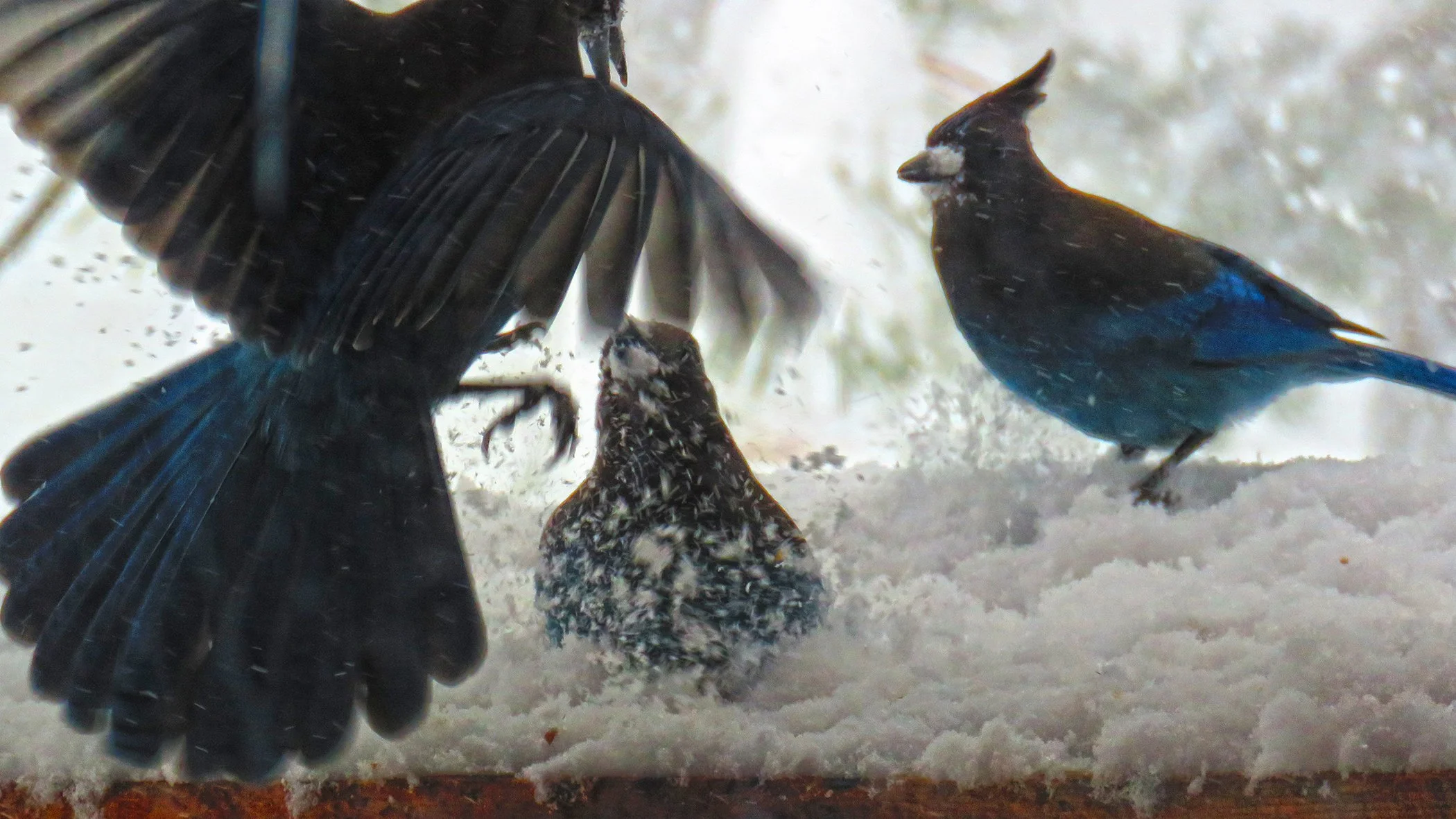 Blue Jay_0308 copy.jpg