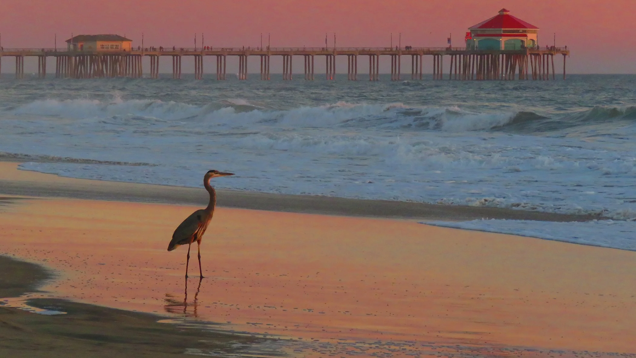 Beach Heron_9551.jpg