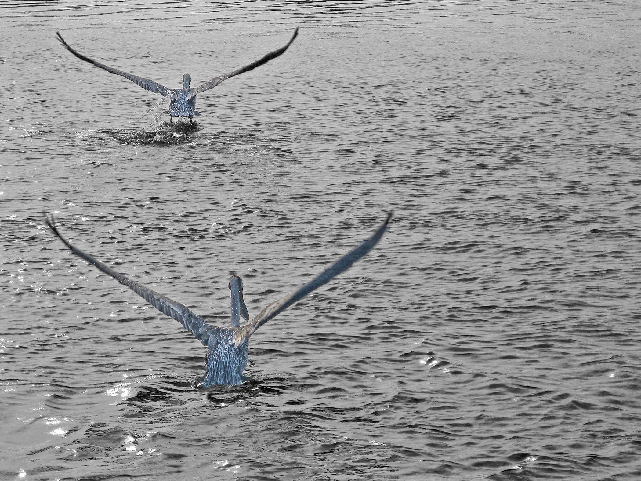 Pelicans 8685 copy 2.jpg