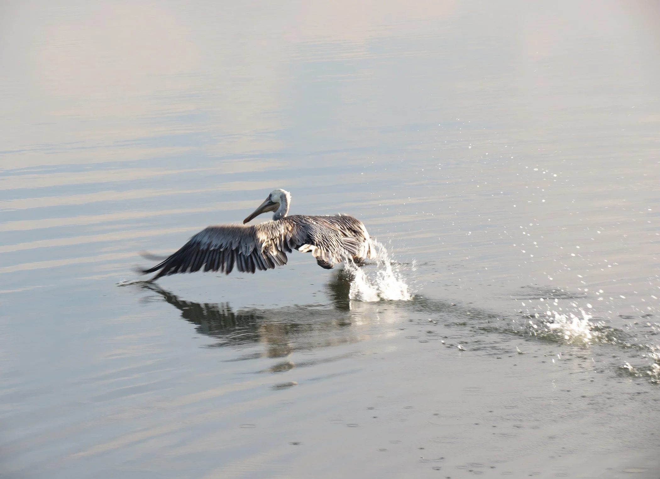 Pelican_9447 copy.jpg