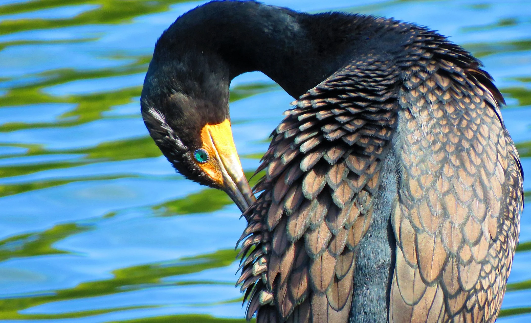 Cormorant_9752 copy.jpg