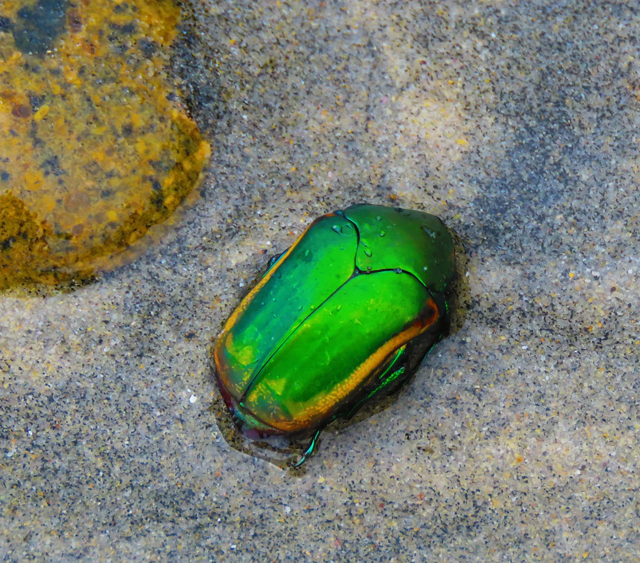 Beetle_9575 copy 2.jpg