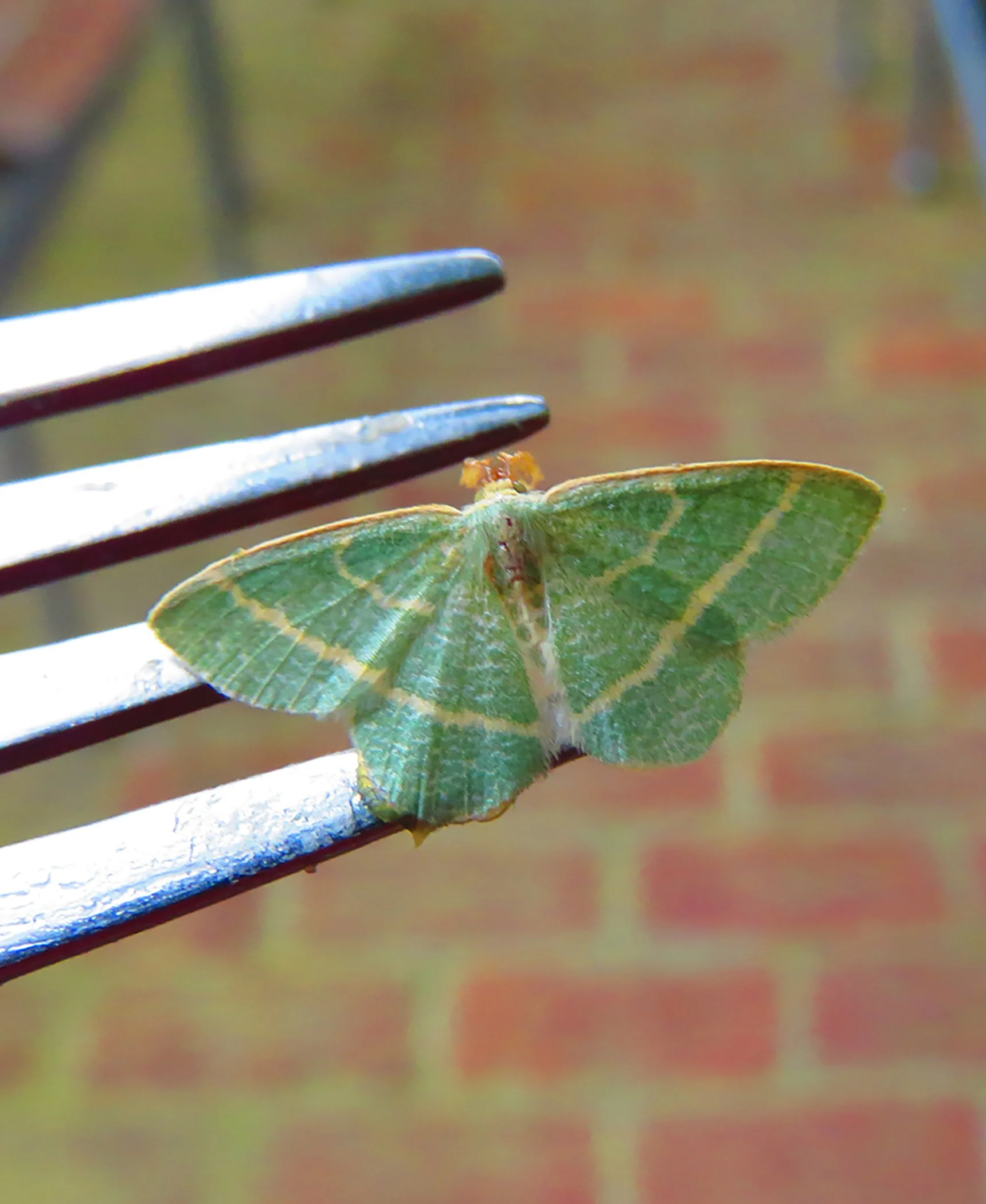 Butterfly fork_6008 Verticle copy.jpg