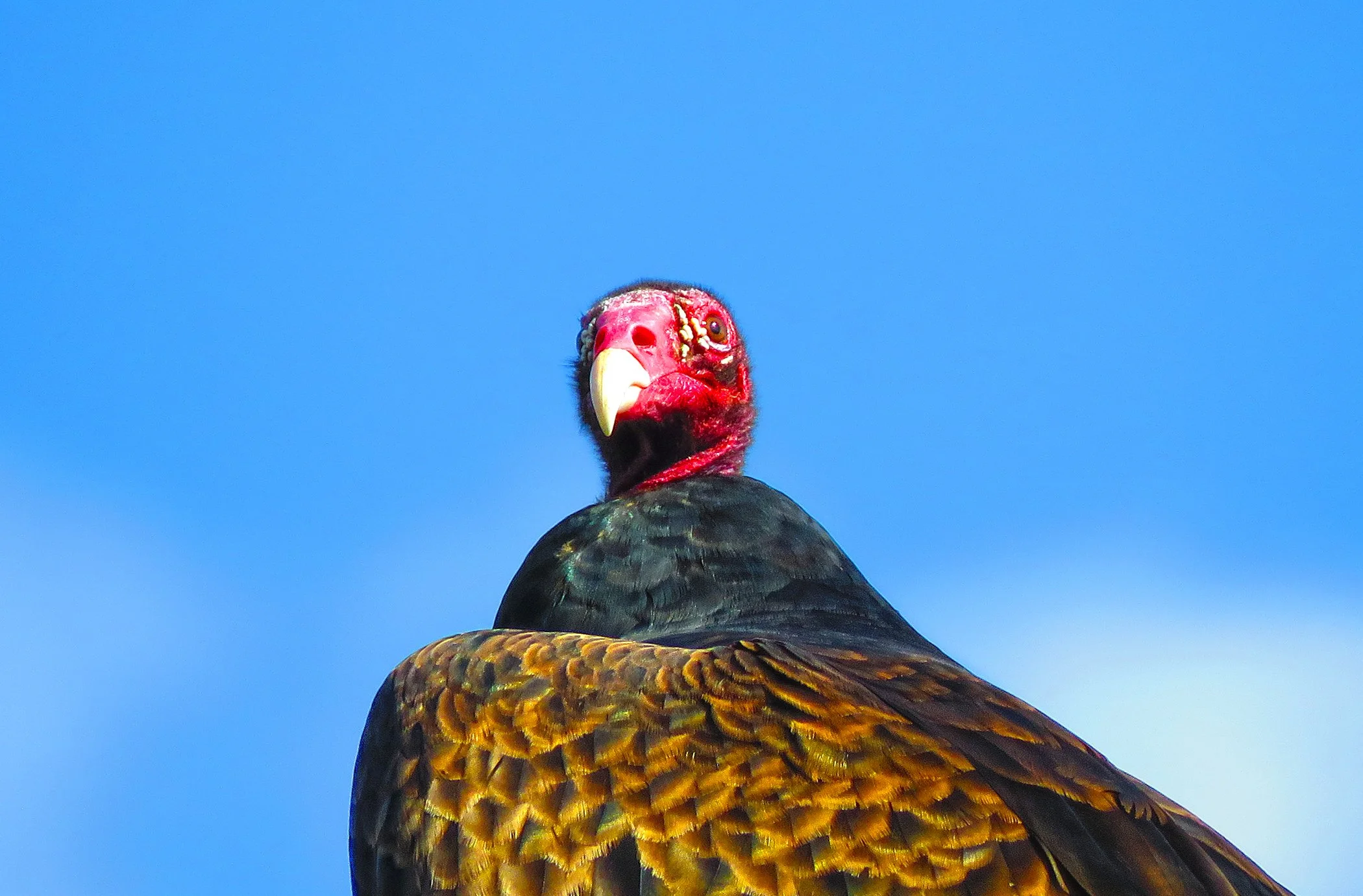 Vulture_8798 copy.jpg