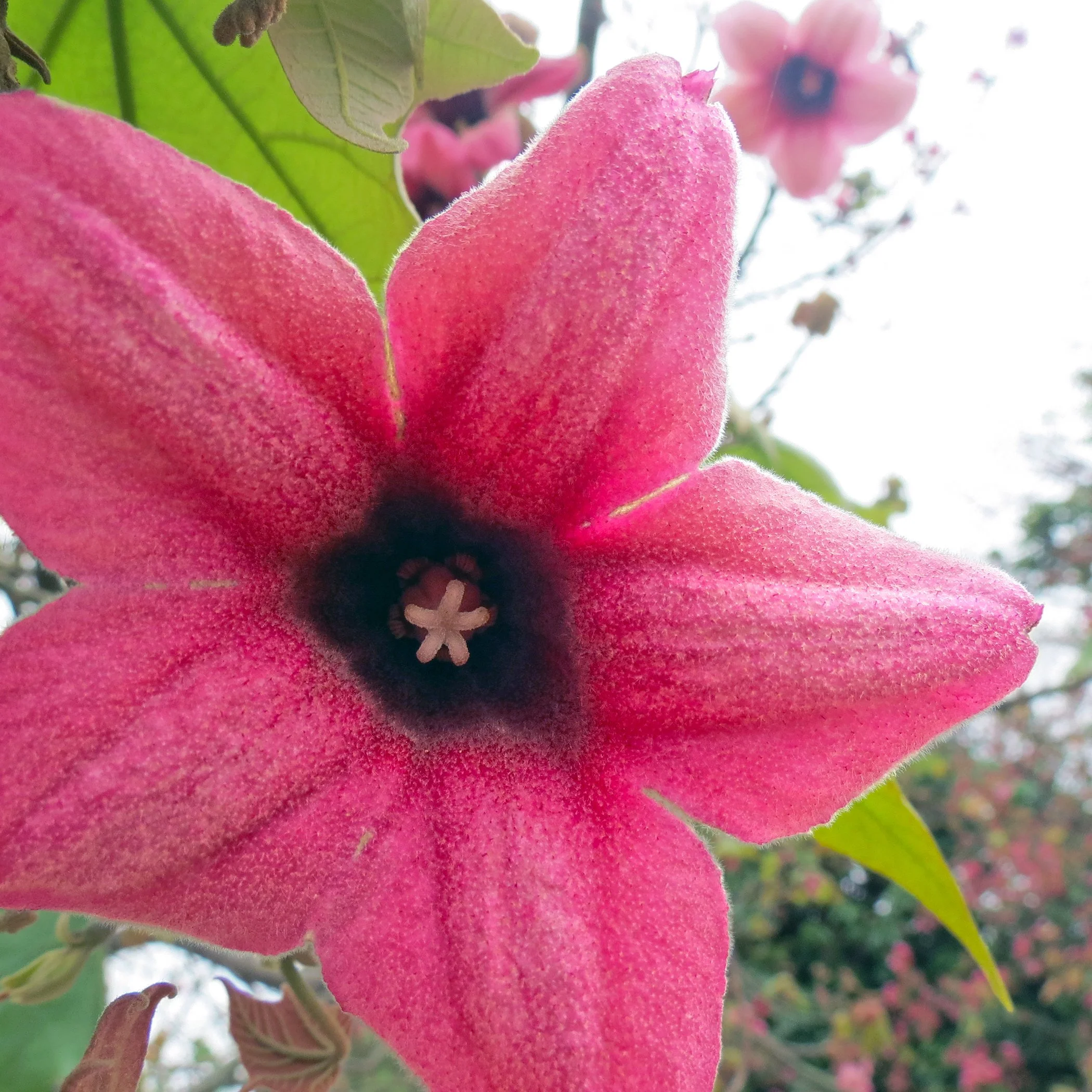 Flower_7406 copy.jpg