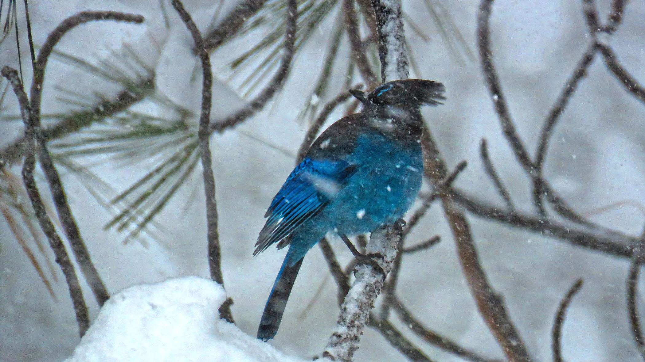 Blue Jay_0276 copy.jpg