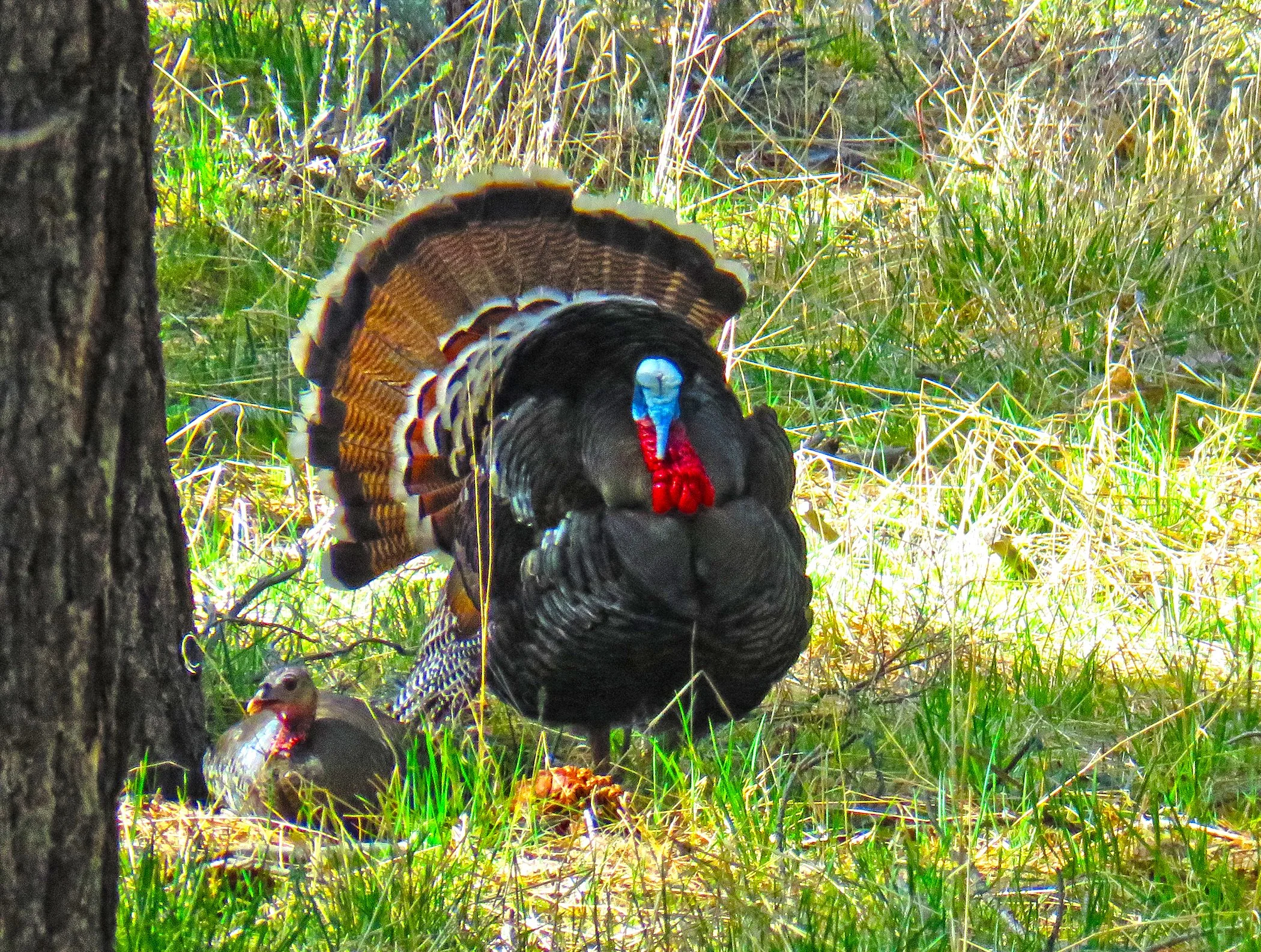 TurKey_2471 copy.jpg