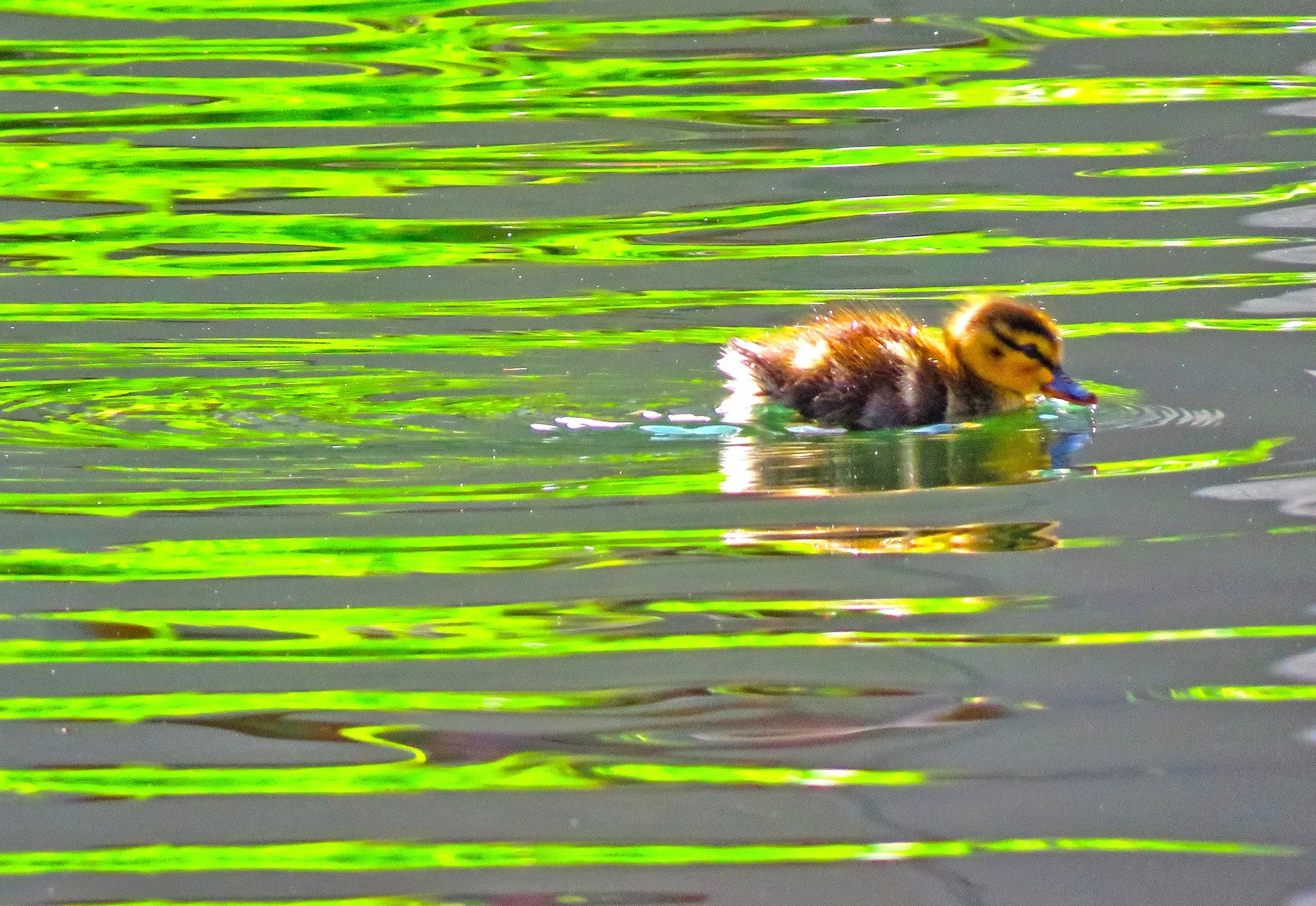 Duckling_3489 copy.jpg