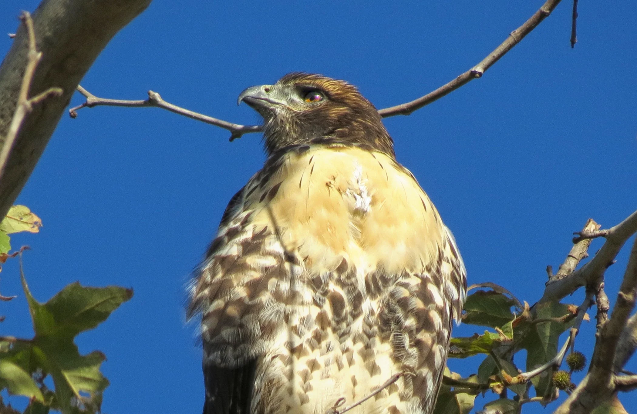 RedTail Hawk_7460 copy.jpg