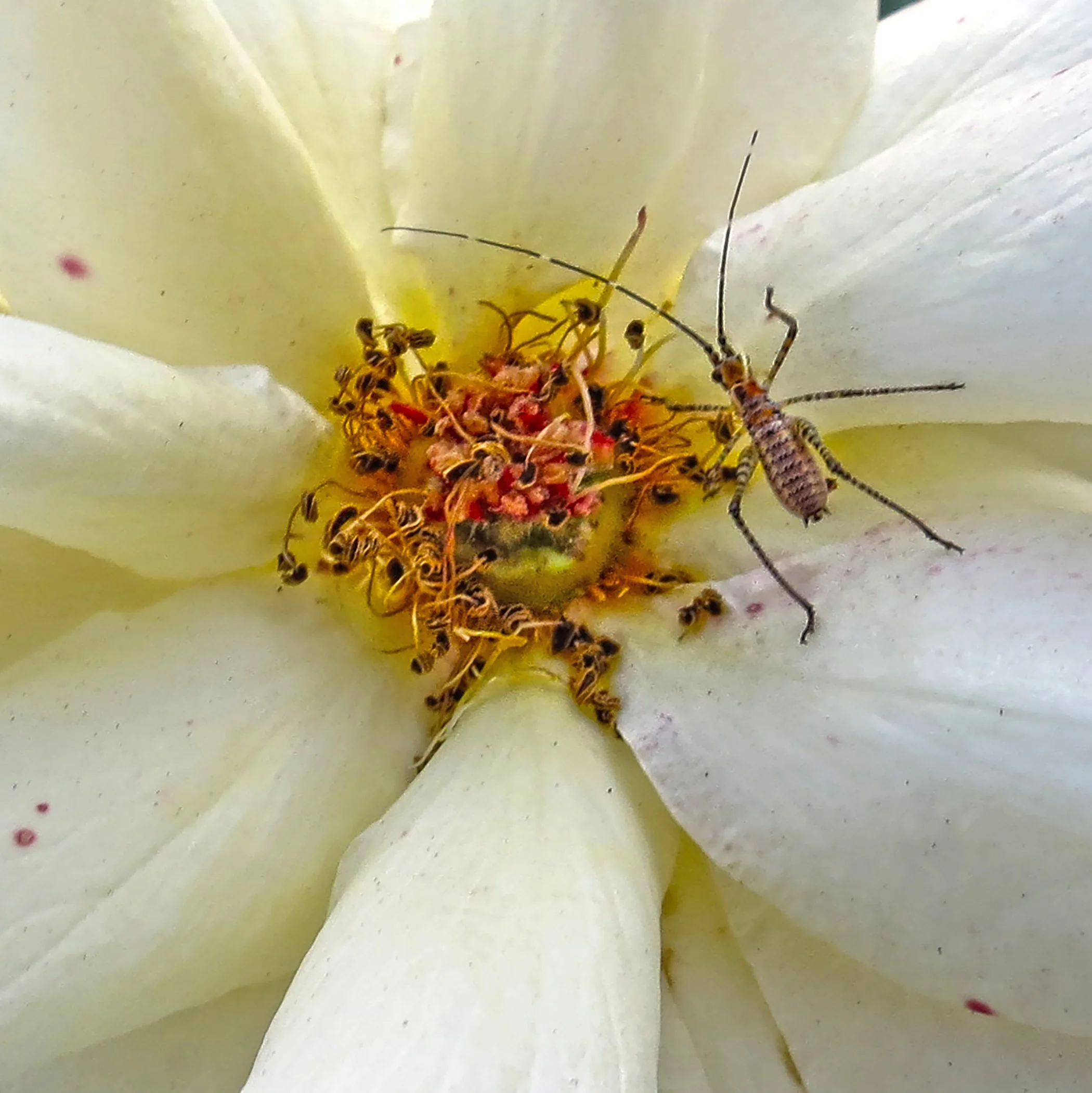 Bug_9529 Verticle 2 copy.jpg