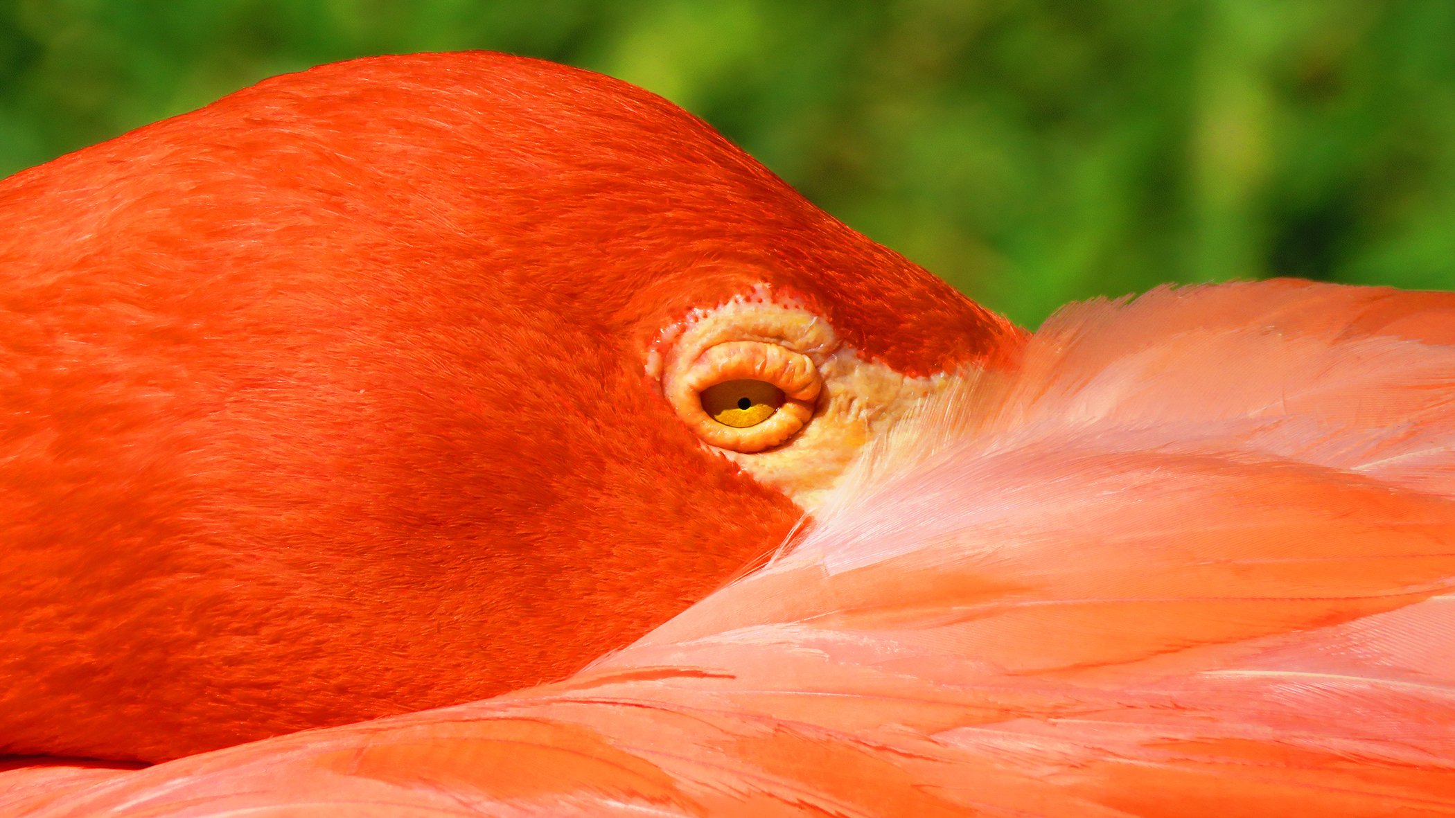 Flamingo_9177 copy.jpg