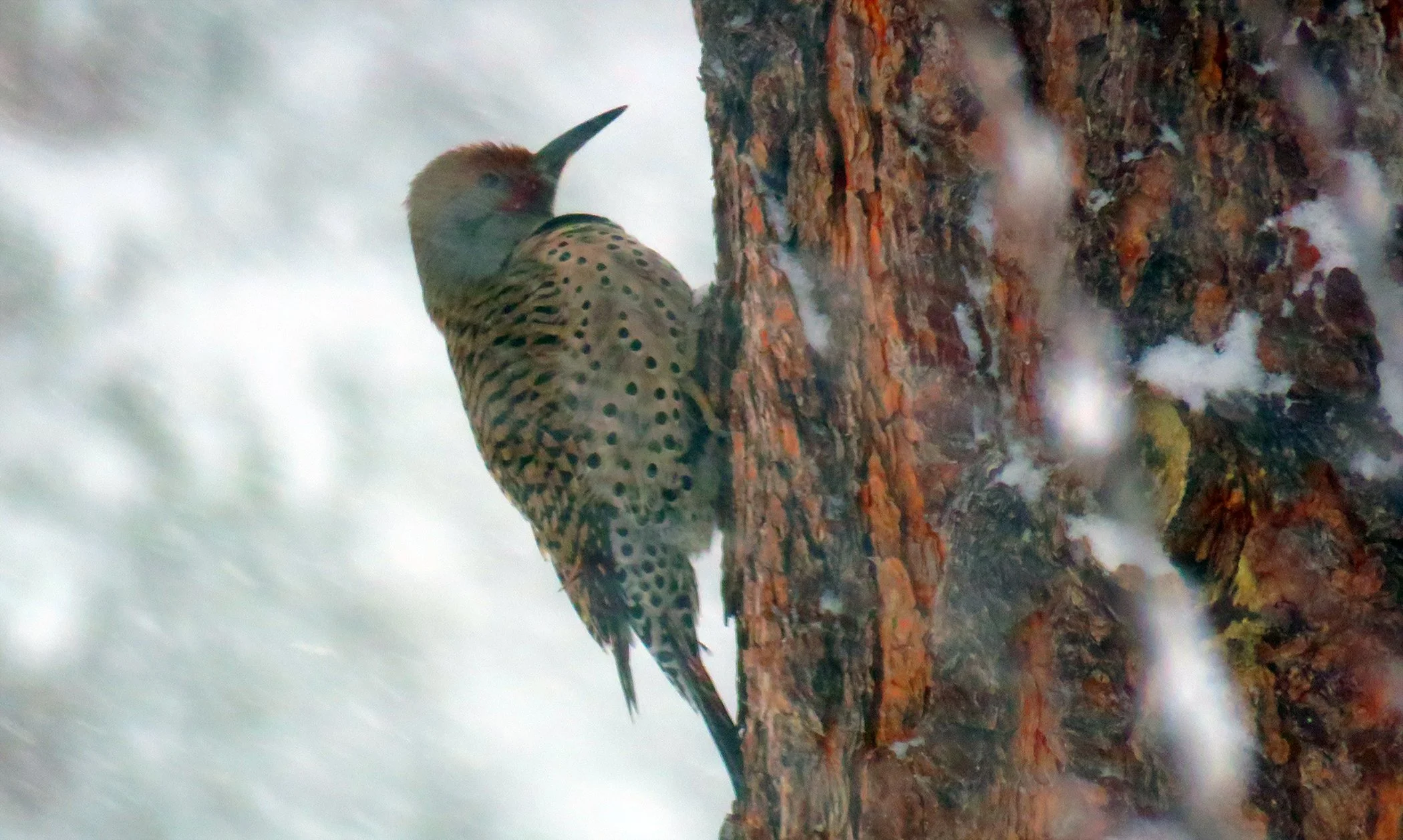 Woodpercker_9999 copy.jpg