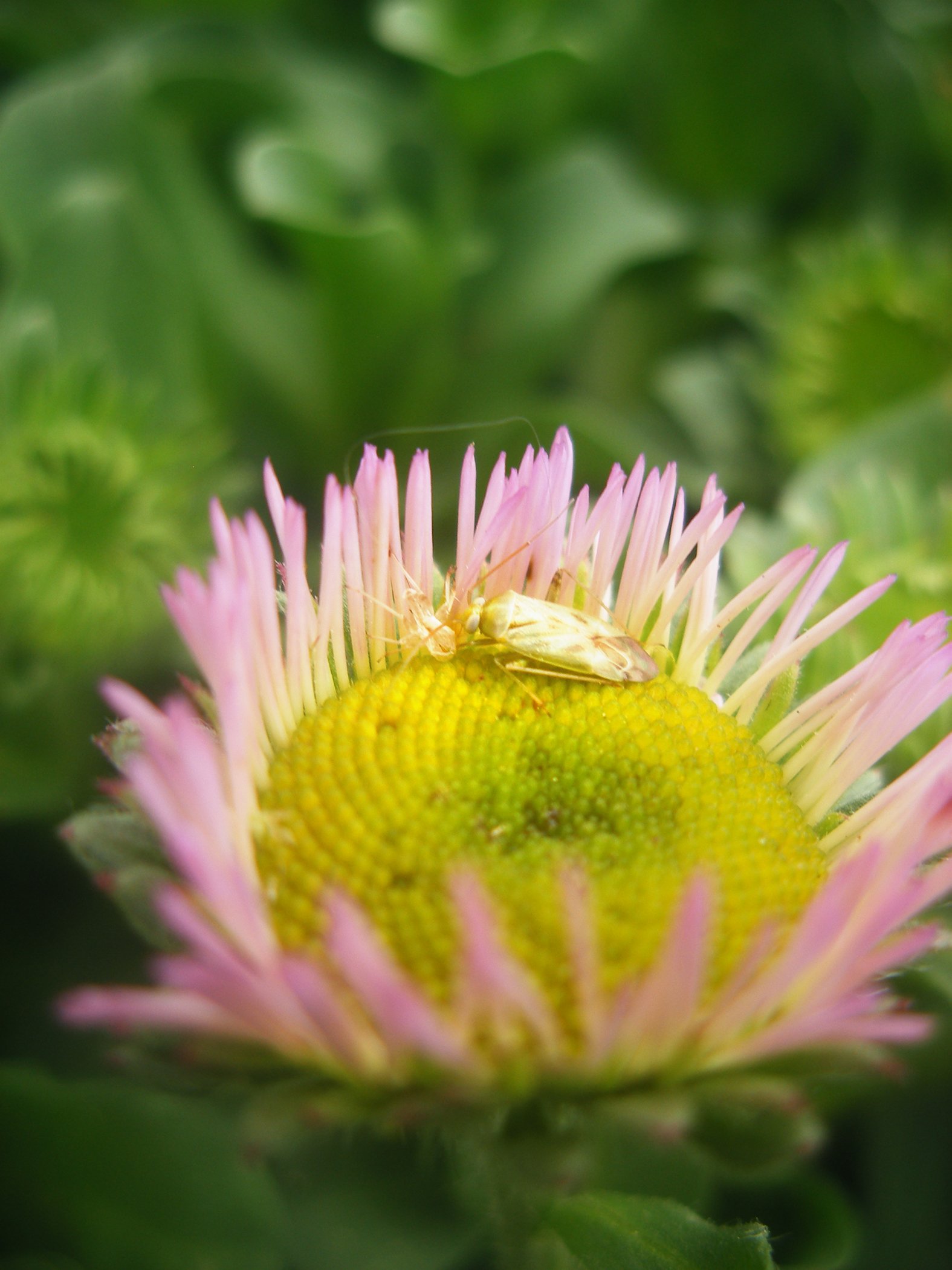 Flower 0707 copy.jpg