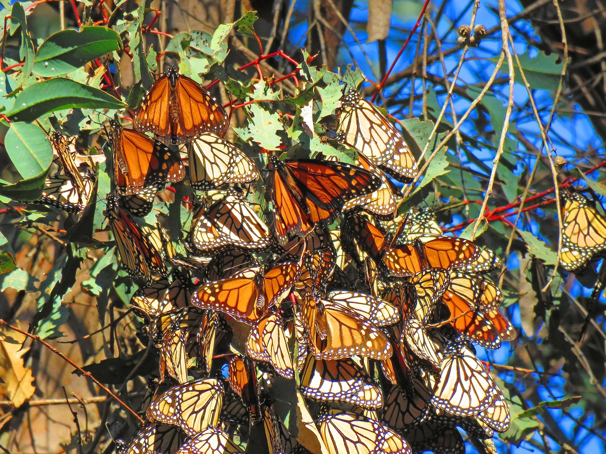 31 Butterflys_0187.jpg