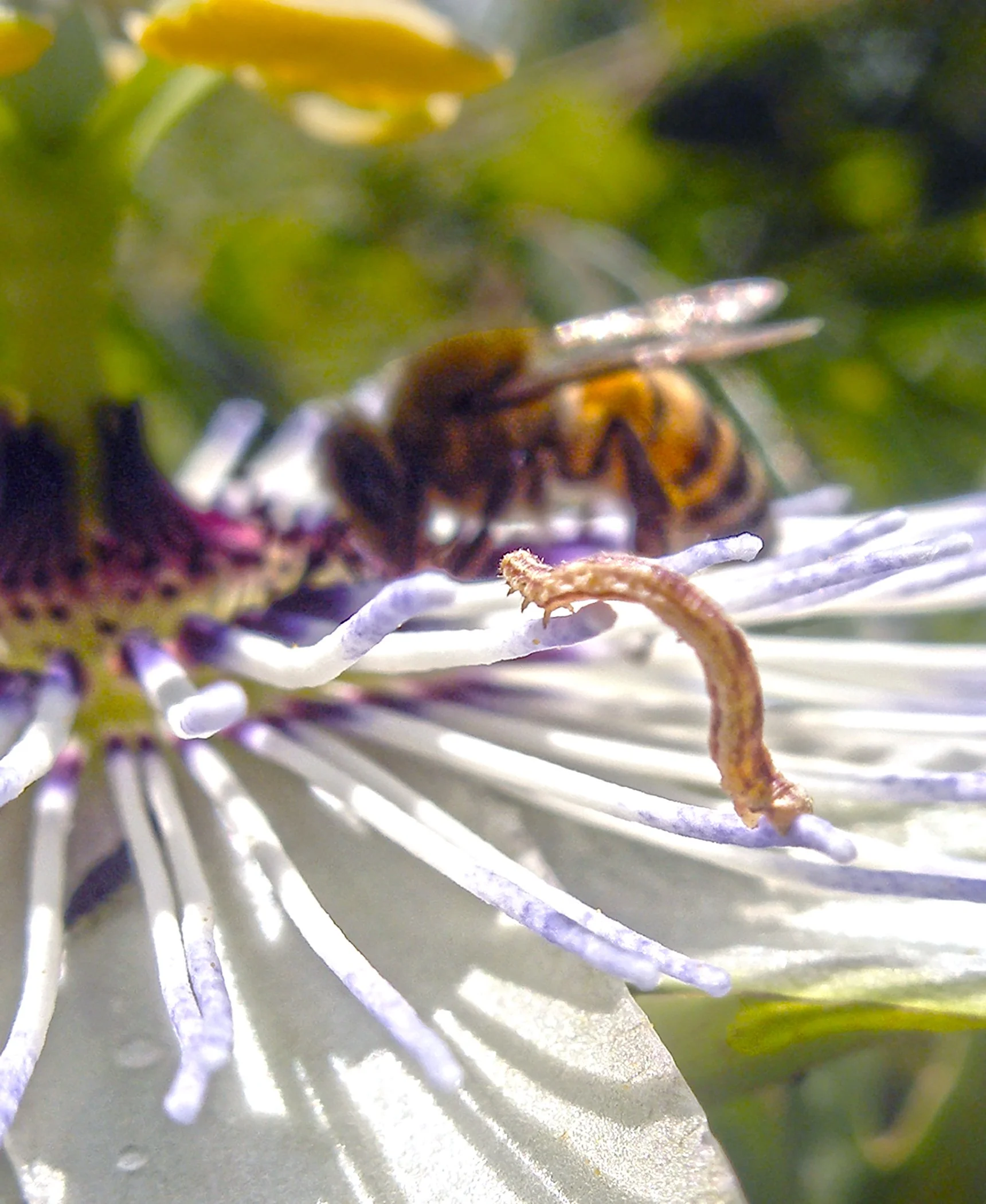 Inchworm 0027 Verticle copy.jpg