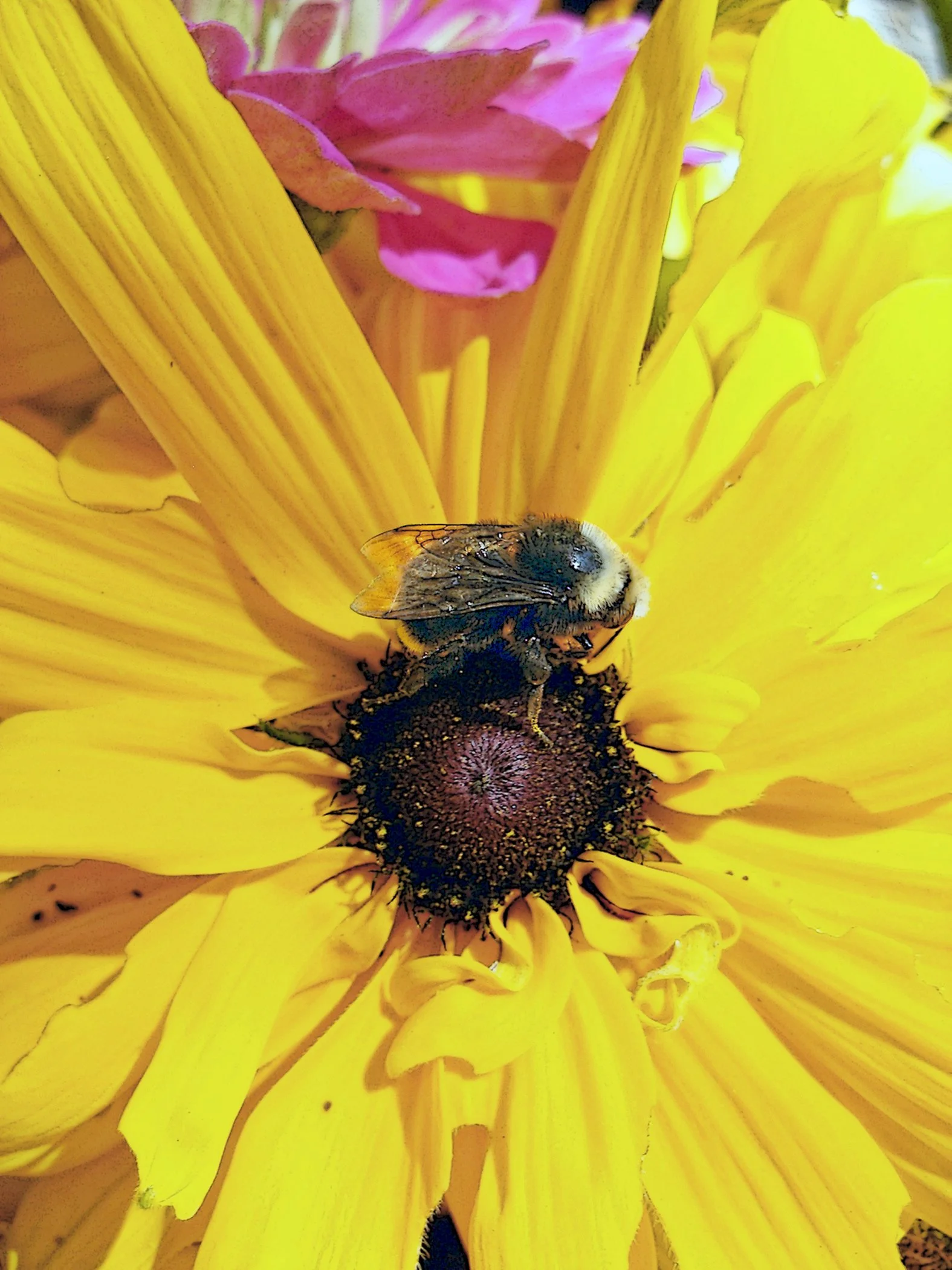 1081. Bumble Bee 2.jpg