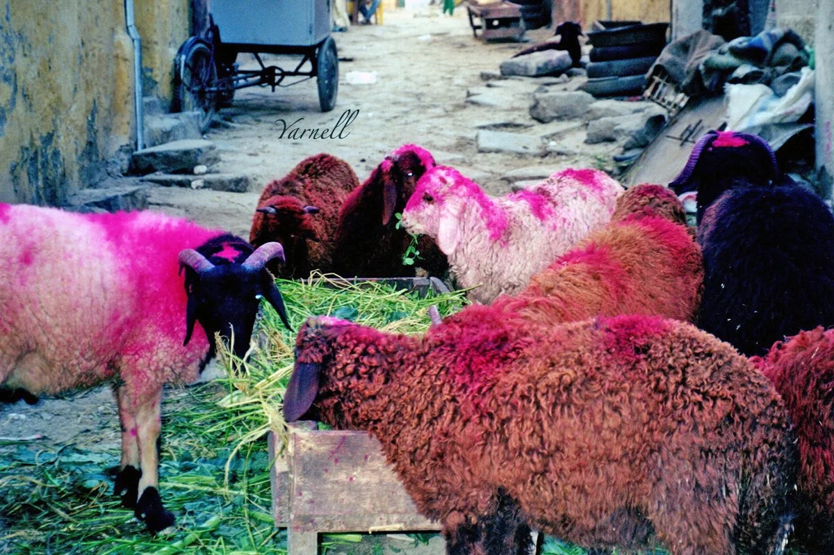 Alexandria sheep 3.jpg