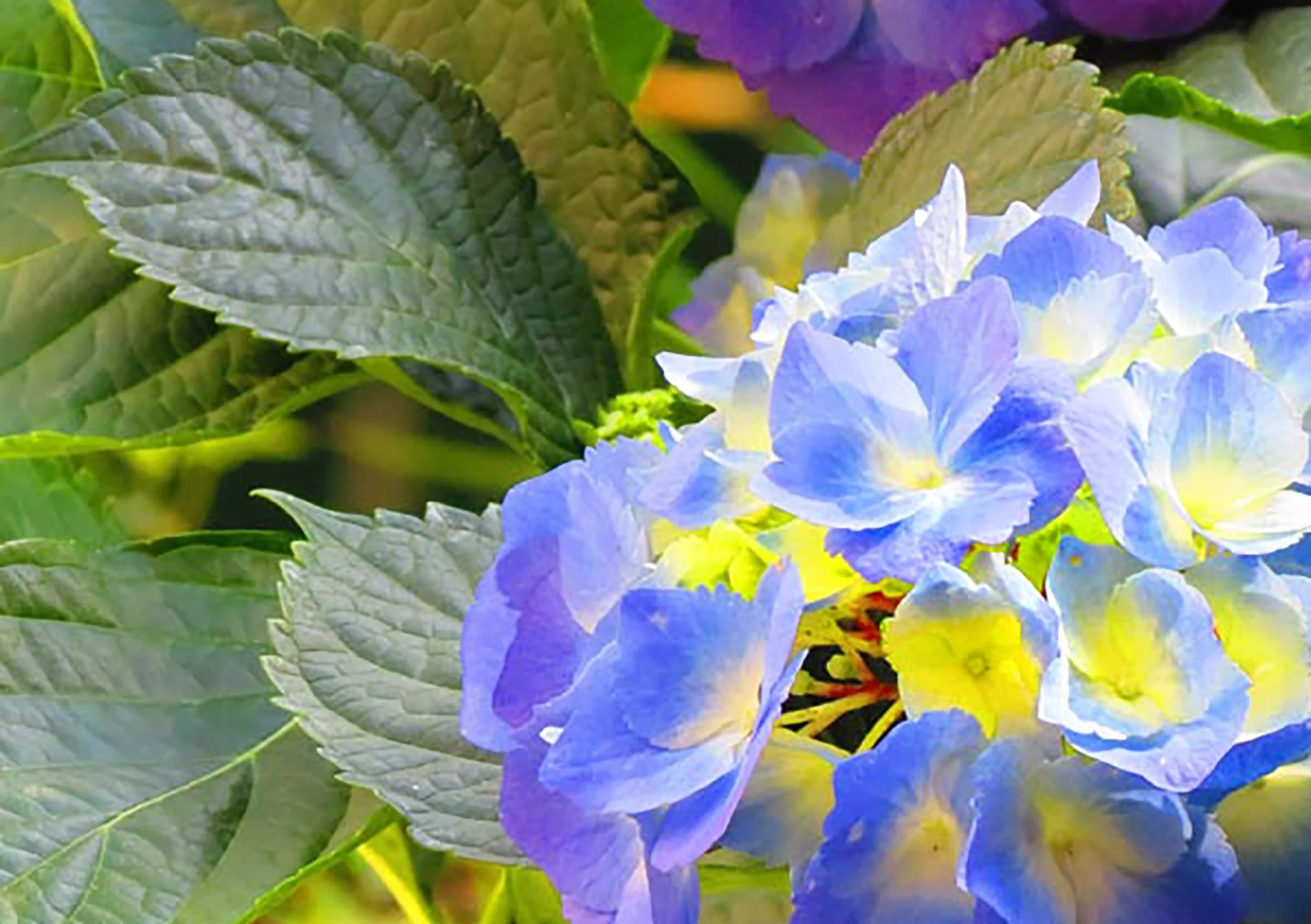 Hydrangeas_7467 copy.jpg