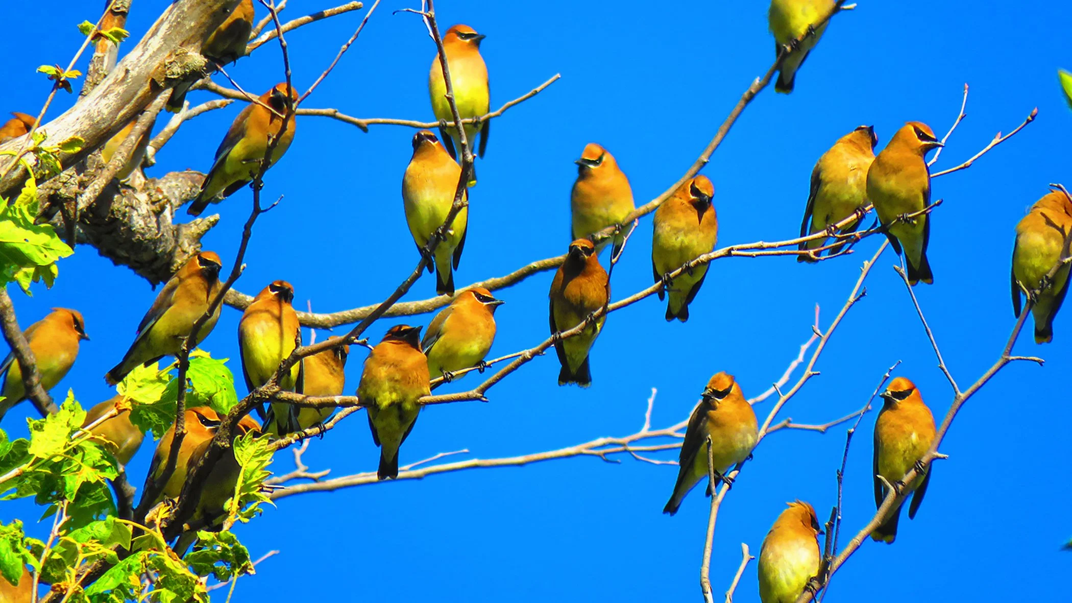 WaxWings_1197 copy.jpg