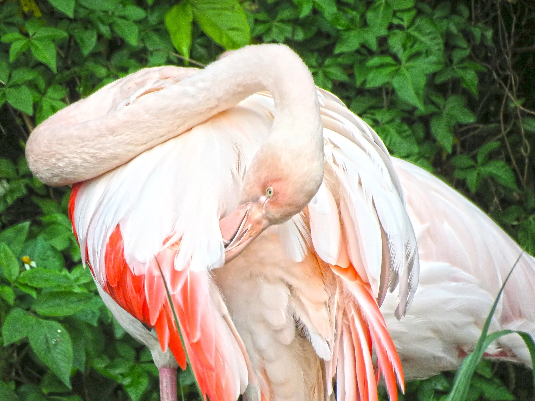 Flamingo_3793 copy.jpg