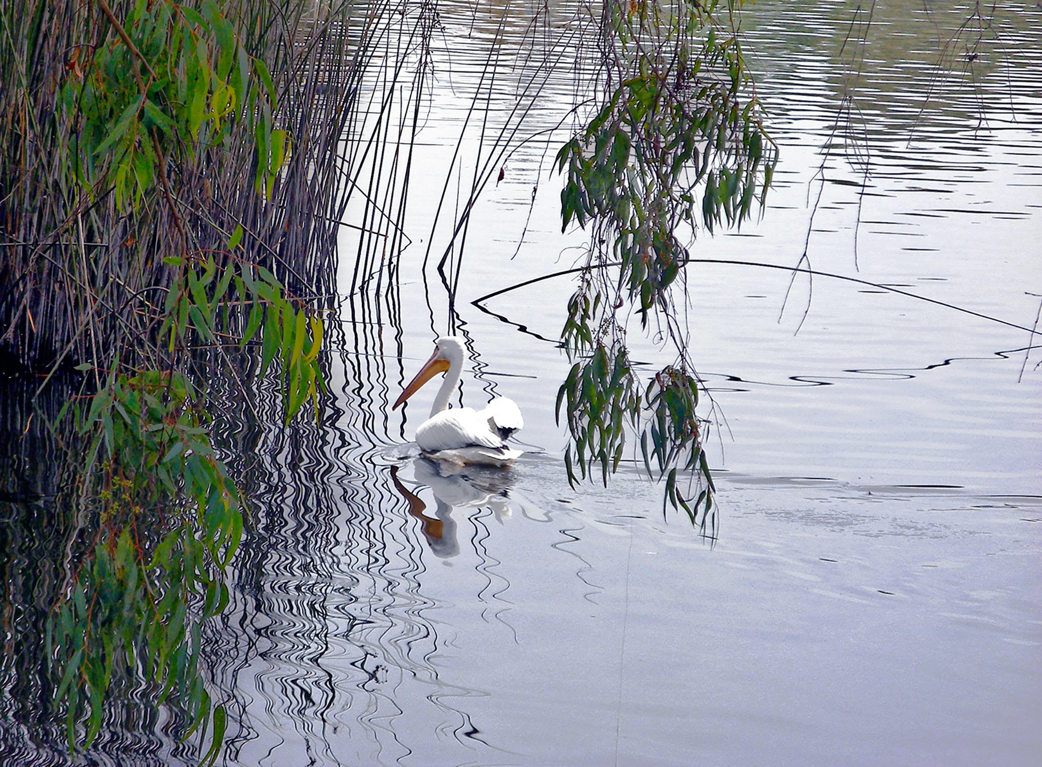 White Pelican_4278 copy.jpg