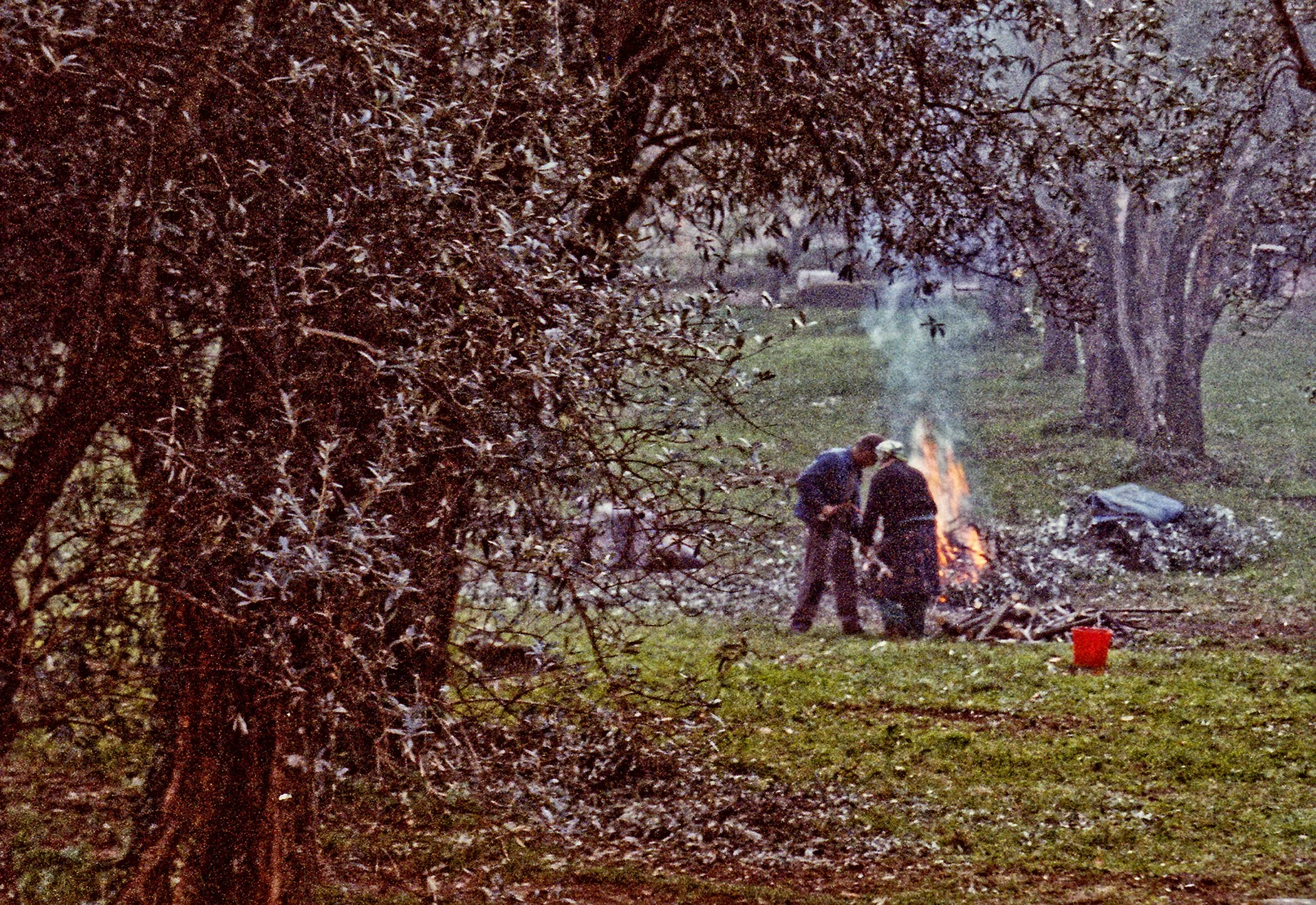 Olive harvest
