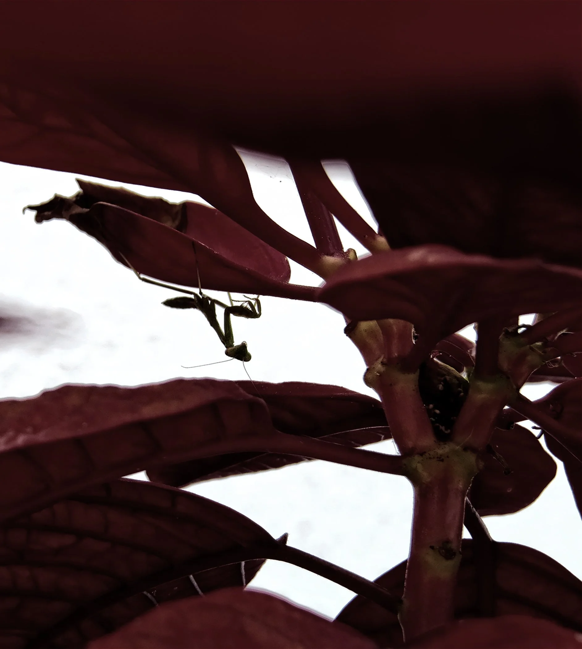 Mantis_2317 V.jpg
