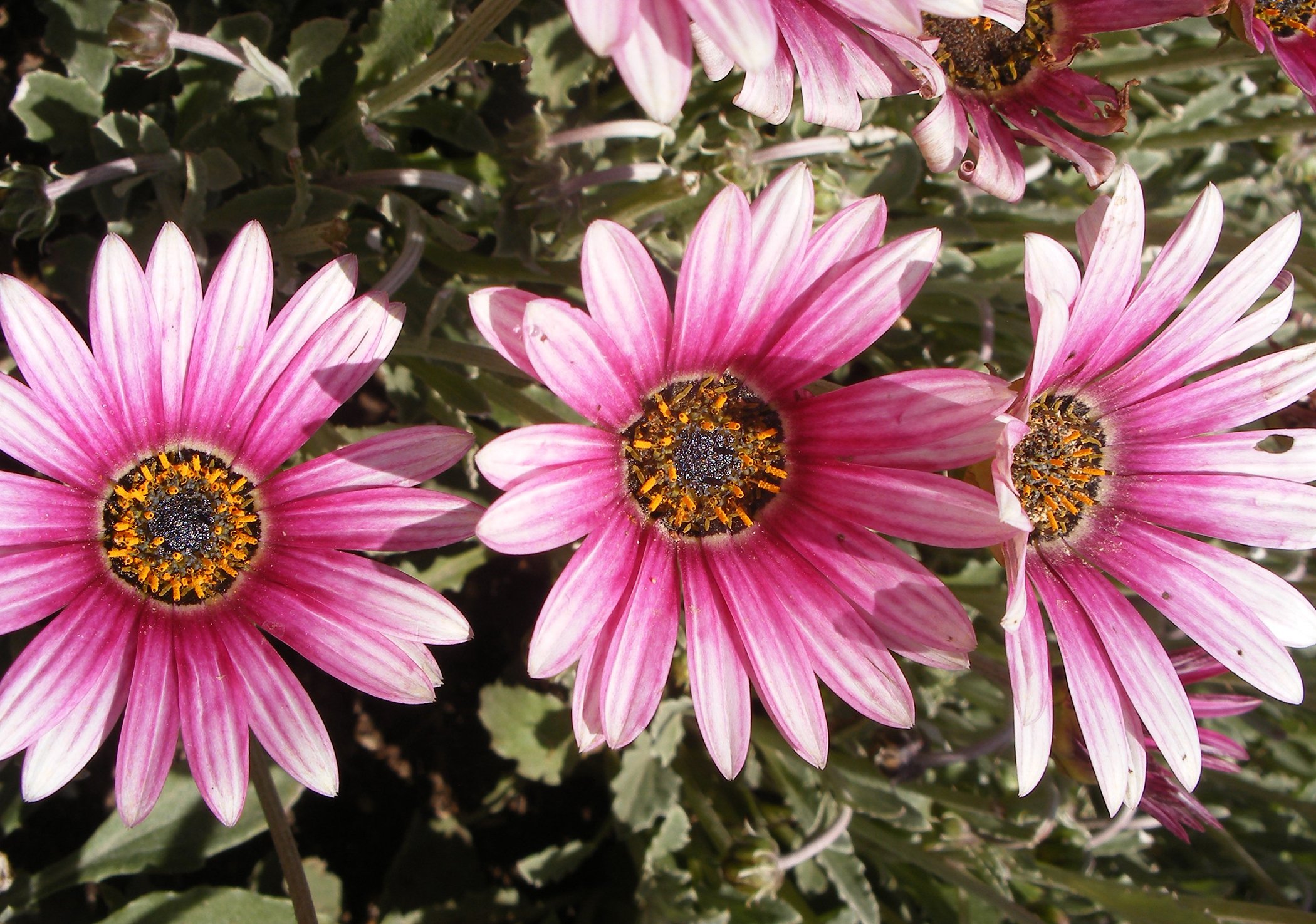 Ranunculus 2053 copy.jpg