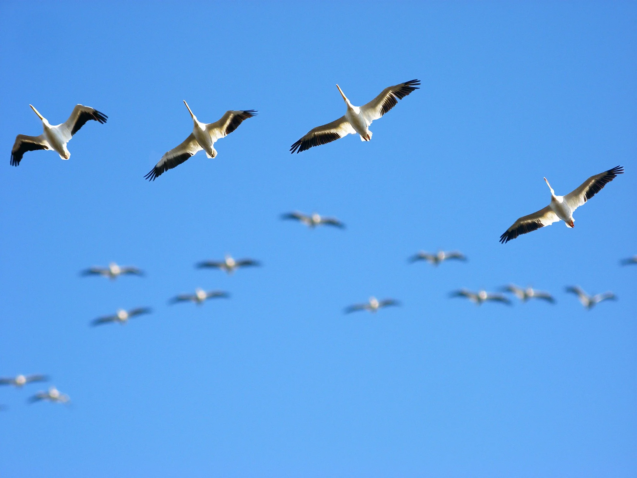 White Pelicans_2458 copy.jpg
